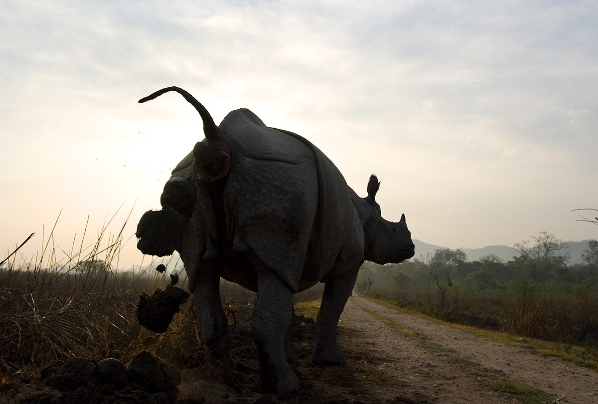 A greater one-horned rhino can leave behind 25 kg of dung in a single defecation. The dung piles they create around the forest not only spread a wide variety of seeds across the landscape, but also fertilise and nurture 20 different types of trees and shrubs. 
Photo: Dhritiman Mukherjee
