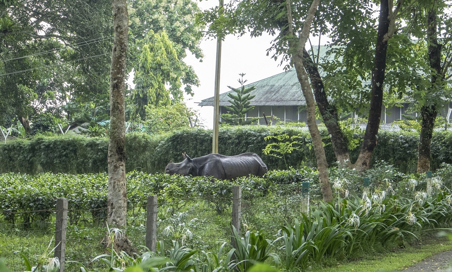 When floods take over Kaziranga National Park, the animals move southwards towards the hills of Karbi Anglong Hills for shelter. Unfortunately, to get there, they are forced to cross NH37, brave speeding vehicles on the highway that cuts through the landscape. Sometimes animals get lost in tea plantations and villages along the highway causing human-wildlife conflict. “I photographed this rhino leaving a terrified man’s home. Managing human-animal conflict during the flood is one of the toughest jobs of the forest department. Sometimes animals just pass through, but last year a wild boar found its way into a local village during the floods and ended up killing one man,” says Dwivedi.