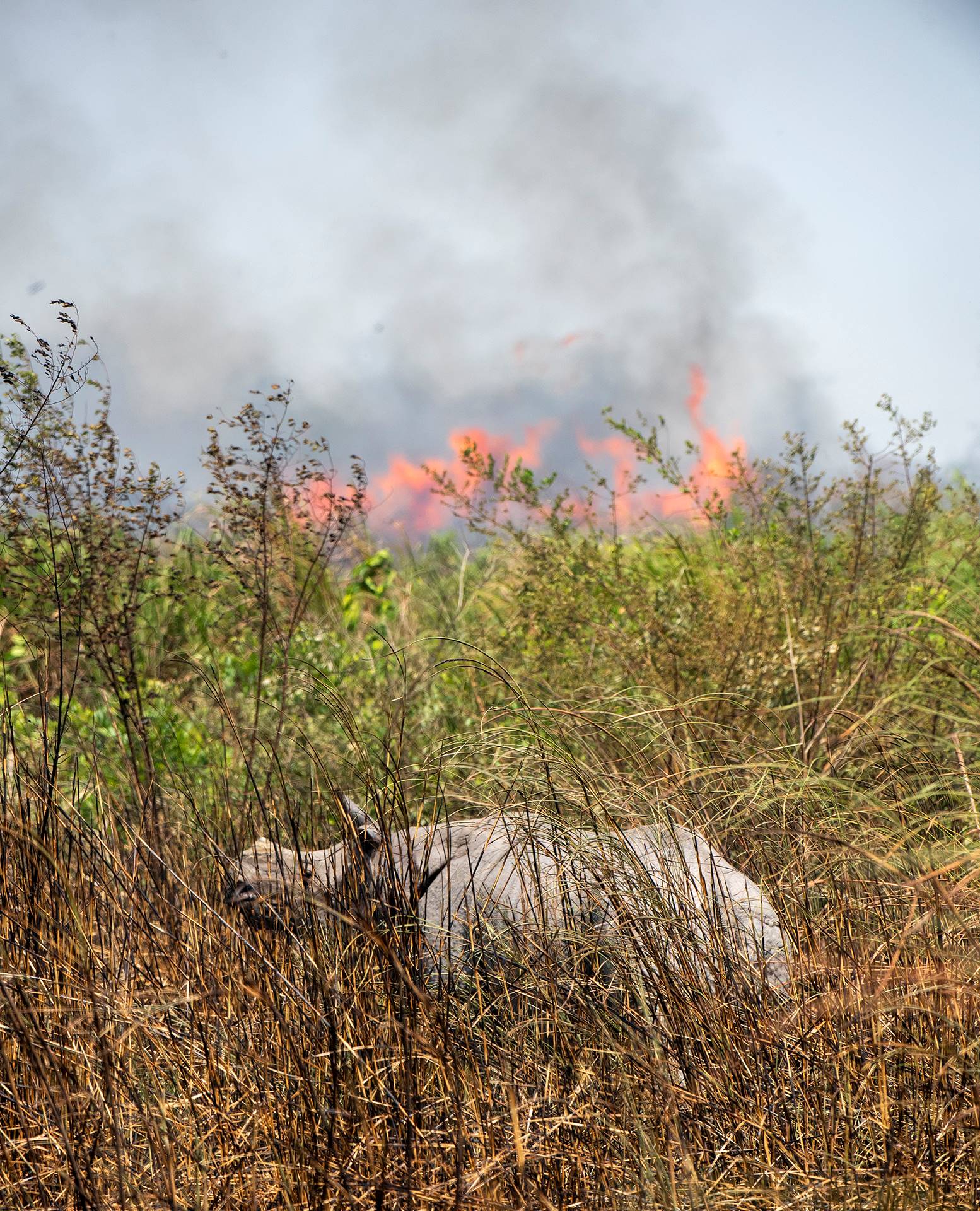 Around February and March Kaziranga begins to get dry. Waterbodies dry up, grass is reduced to tinder, and the forest slowly turns from green to brown. At this time, the forest department undertakes a ritual burning of the dried grass, to make way for fresh growth for the herbivores. Rhinos are rarely harmed during this process. Understandably, this is a controversial practice. “Large mammals benefit from the practice,” explains Udayan Borthakur, conservation geneticist and photographer, “but smaller species like birds, turtles, and insects lose their homes and territories in the process. It is prioritising one species over others,” he says. Others claim it is a numbers game: More mega-fauna means more tourism, which means more funding, and greater acclaim for the government. 
Photo: Udayan Borthakur
