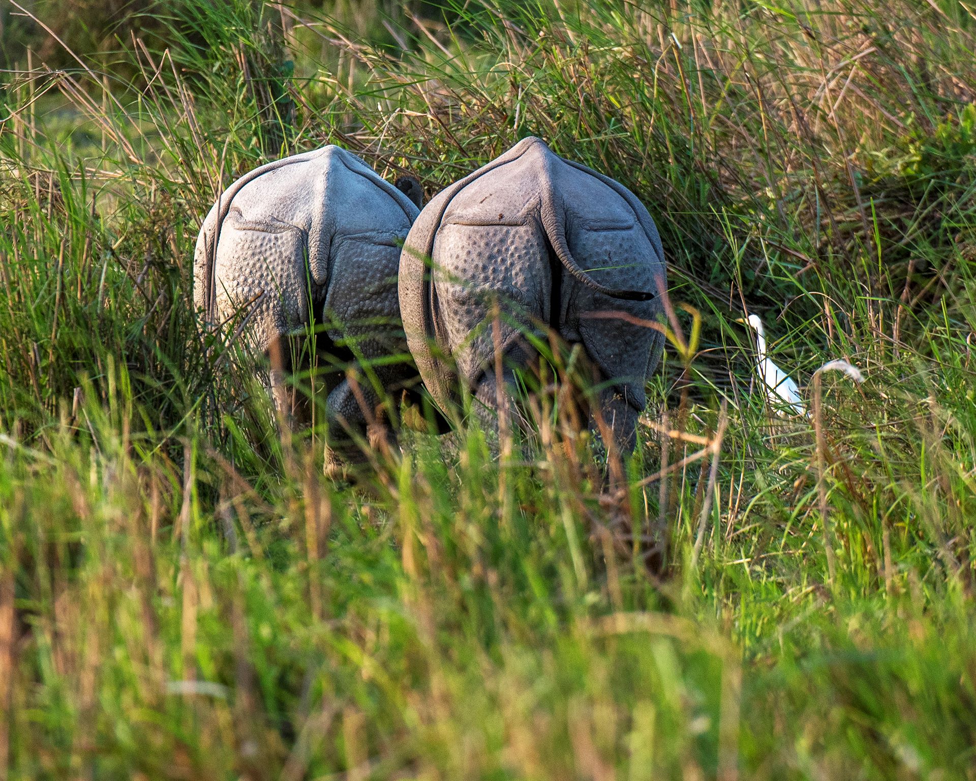 With accessibility restored, the protectors of the rhino step up their vigilance. For now, the armoured unicorn of Kaziranga continues to survive and multiply.
Photo: Udayan Borthakur
