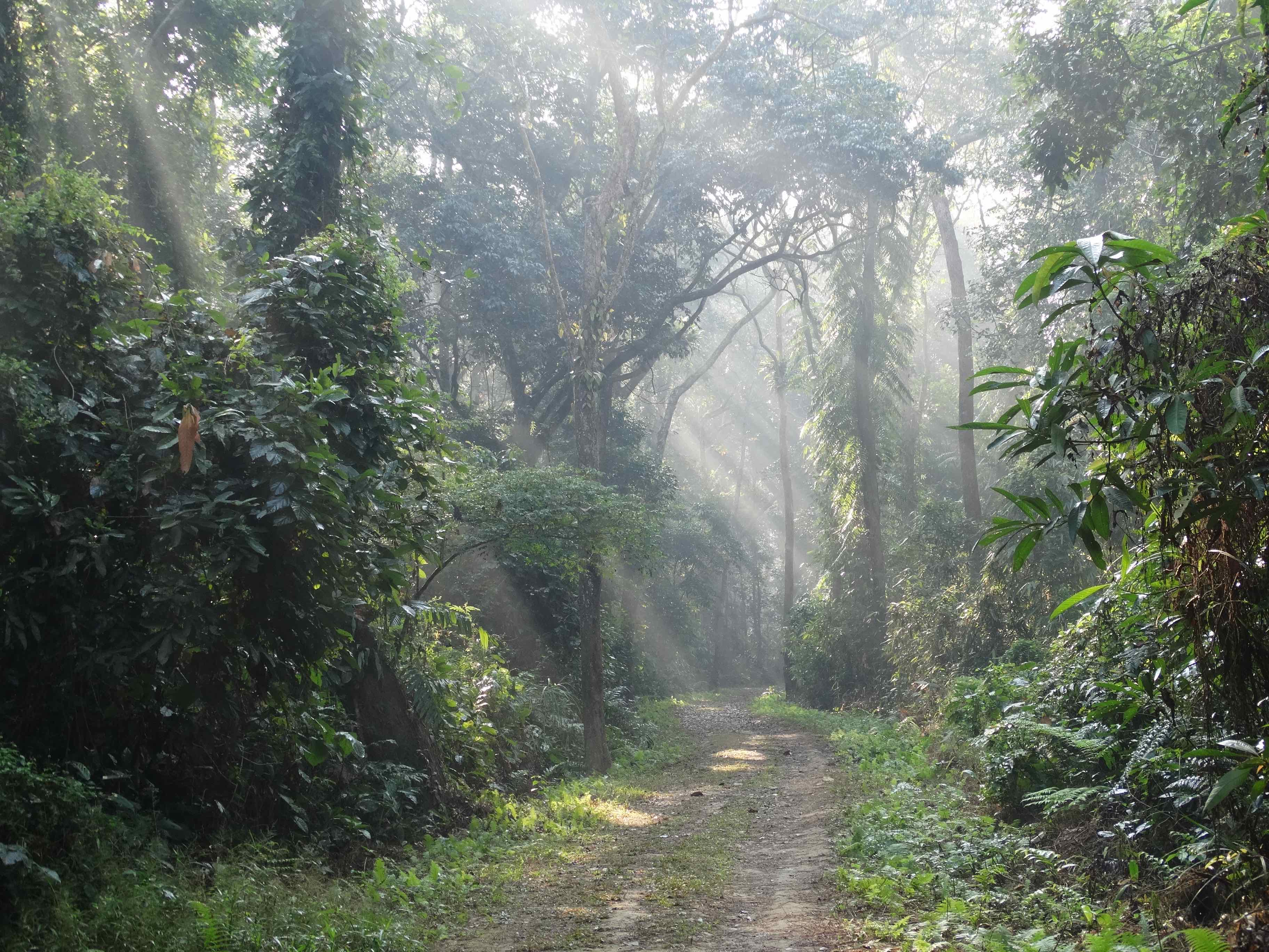 In Gibbon Country, Every Path Tells a Story RoundGlass Sustain