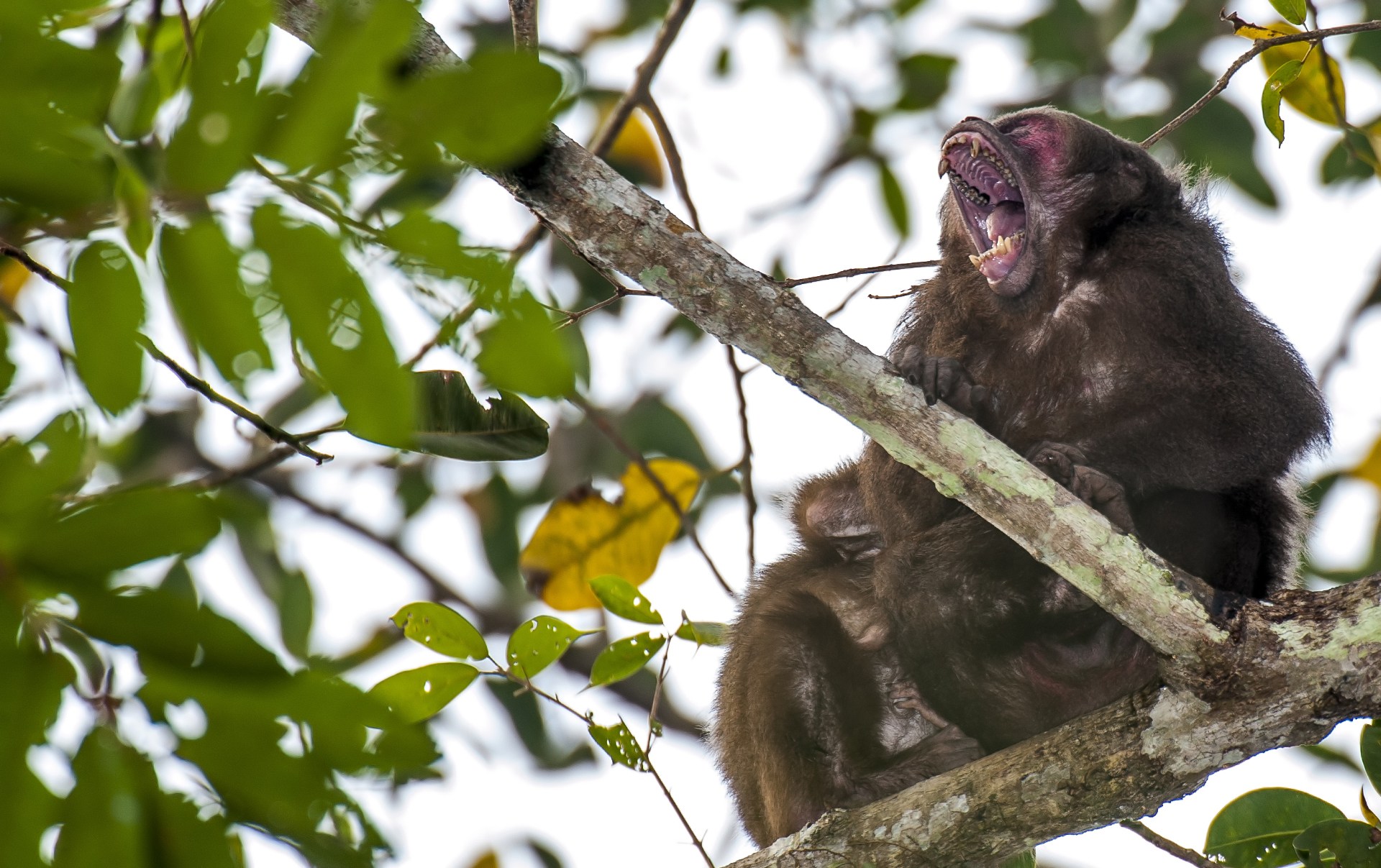 Male aggression also comes in handy when danger approaches. Stump-tailed macaques have varied predators, ranging from dogs and leopards to large birds of prey, and it is the role of the males to protect their troop. Their main defence mechanism is to appear threatening, which they do by baring their teeth, and letting out guttural roars. Photo: Udayan Borthakur