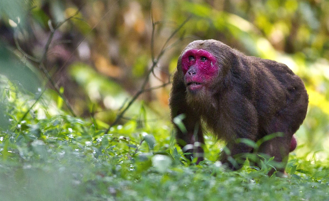 Like some humans, stump-tailed macaques bald as they age. The process begins at the forehead and advances toward the back of the skull over time. Unfortunately for the macaques, this has made them desirable subjects for testing of hair regrowth. Photo: Diganta Gogoi