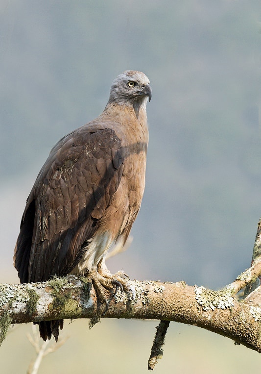 The grey-headed fish eagle is a piscivore. It can be seen perched on bare branches near waterbodies waiting to swoop down on its prey. Photo: Arindam Bhattacharya