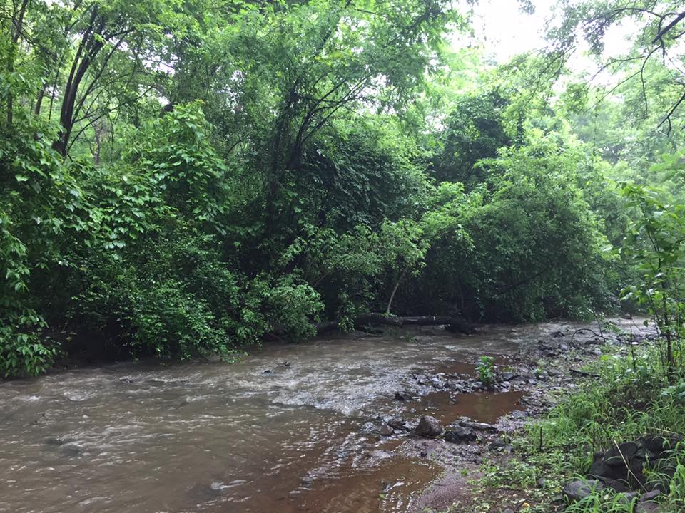 Nestled between the Parsik Hills in Navi Mumbai’s industrial area of CBD Belapur is a little-known wilderness known as the Green Valley Park. Photo Courtesy: iNaturewatch Foundation