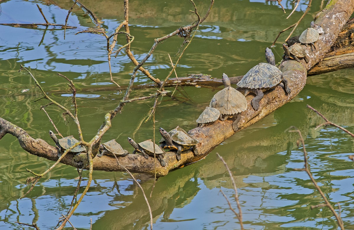 The Assam roofed turtle prefers cooler, slow-flowing rivers, but stays away from muddy banks. It is also spotted in the beels or waterbodies of Kaziranga National Park, swiftly diving into the waters and hiding among rocks or floating foliage, at any sign of threat. 
Photo: Dhritiman Mukherjee
