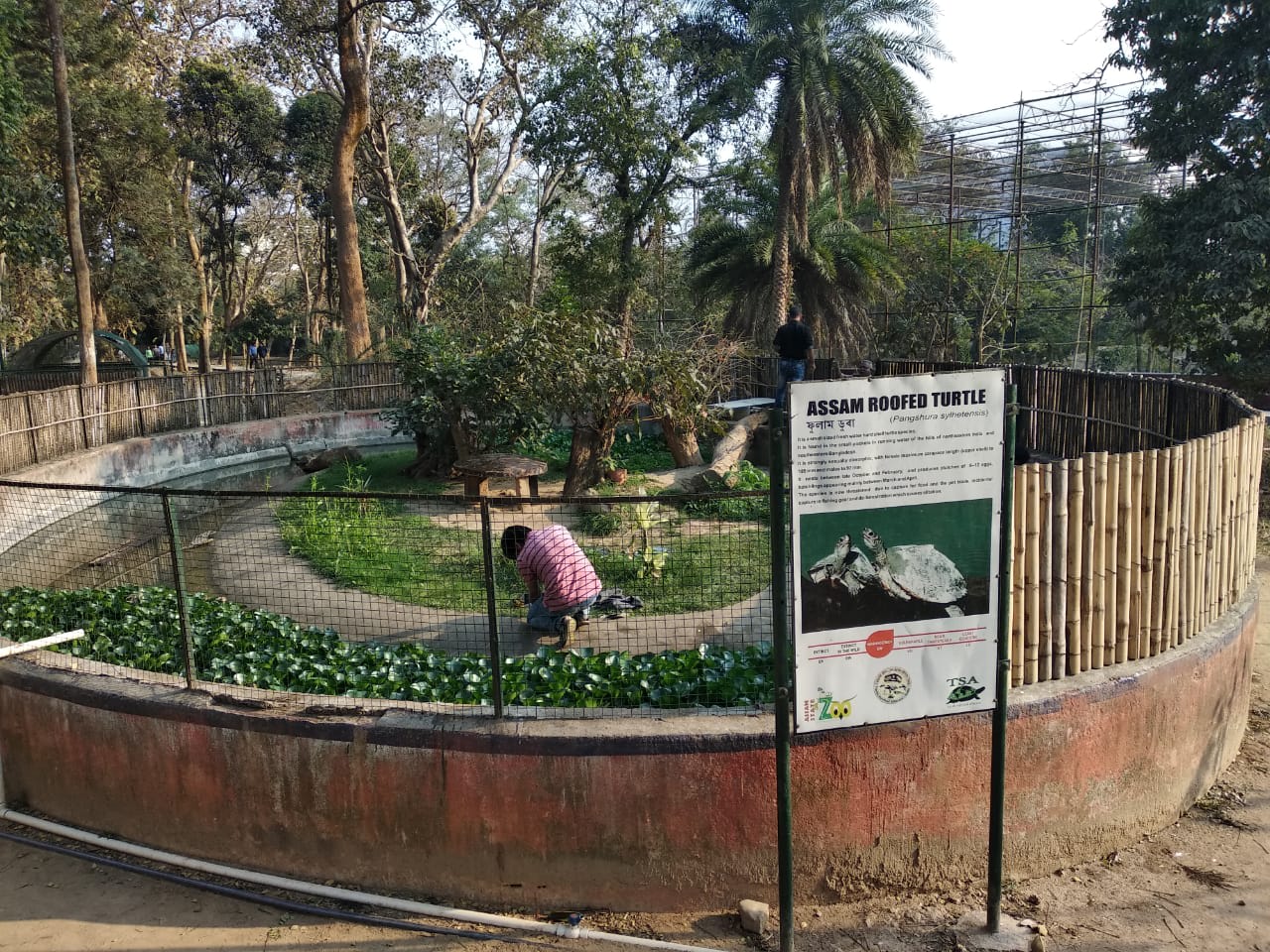 The Turtle Survival Alliance and Wildlife Conservation Society’s India Turtle Conservation Program is hoping to secure the turtle's future through a captive breeding facility in Guwahati Zoo. Photo: Shailendra Singh
