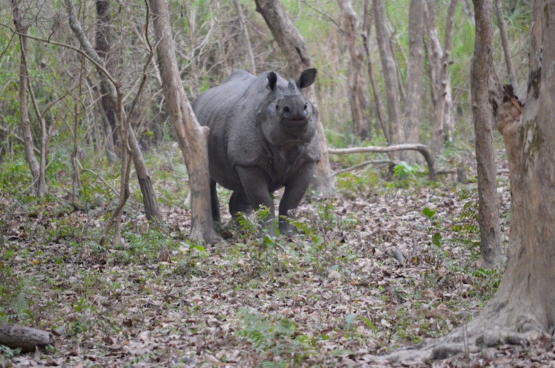 A greater one-horned rhino in Assam’s Orang National Park. Photo: JP Bodo.