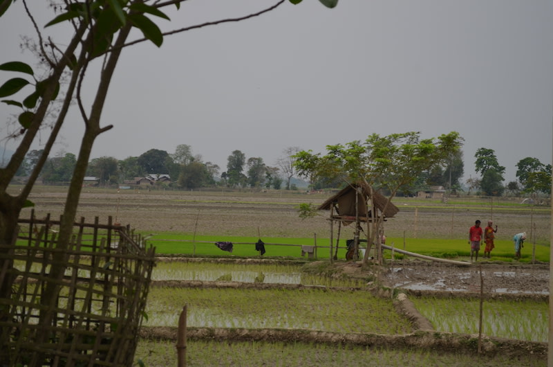 Farmlands of Dhoba-ati Belguri village, adjacent to Kaziranga National Park in Assam. Photo: Bikash Kumar Bhattacharya.