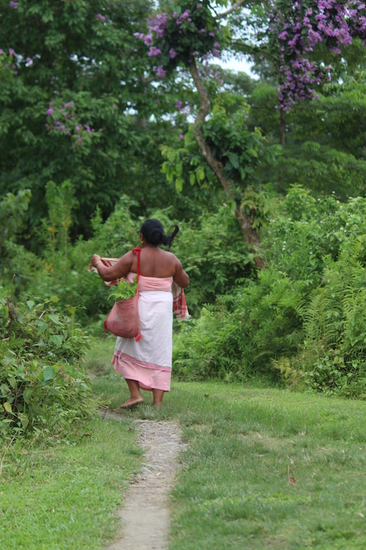 Where access is permitted, forests are a major source of food for the surrounding communities. Near Singiyoni in the Sivasagar district, a woman walks home after collecting fiddlehead ferns, a popular vegetable that grows abundantly in the forests of Assam. Photo: Sudakshana Gogoi.