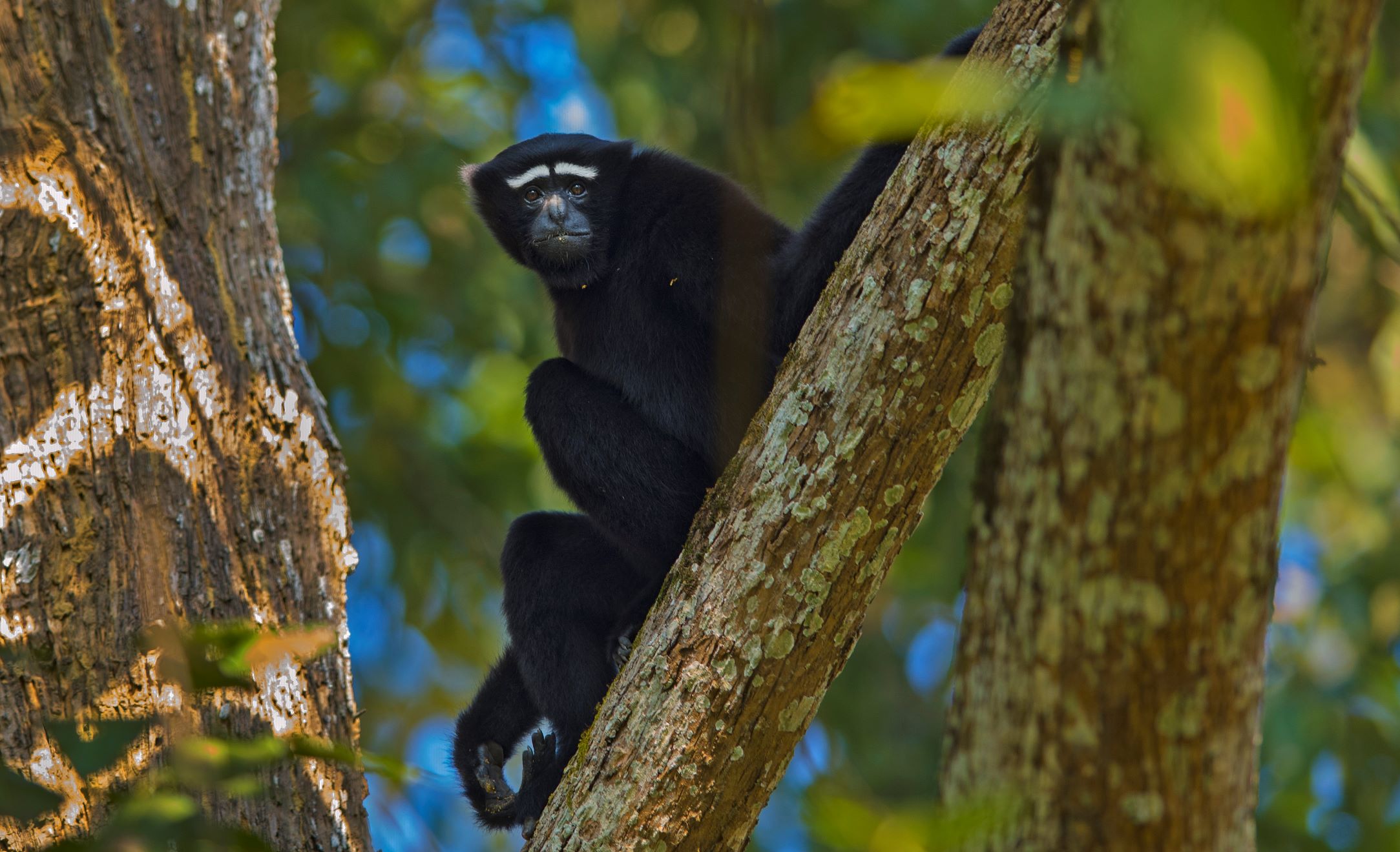 Swift and agile, the hoolock gibbon is well adapted to an arboreal life. It rarely steps down to ground level.
Photo: Dhritiman Mukherjee
