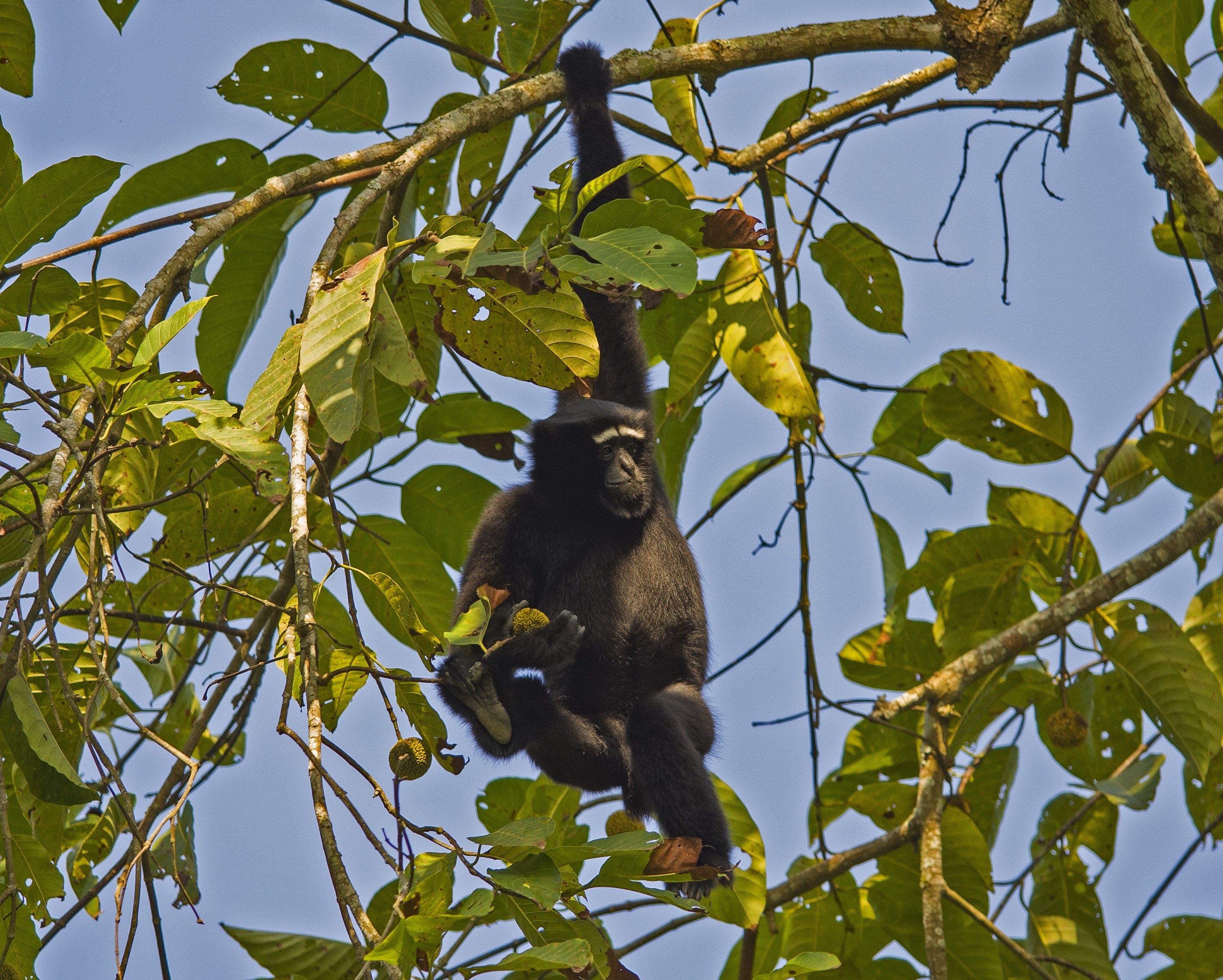 Considered one of the most endangered primates in the world, the western hoolock gibbon is precariously hanging on to survival in a few protected areas in India’s Northeast. Photo: Dhritiman Mukherjee
