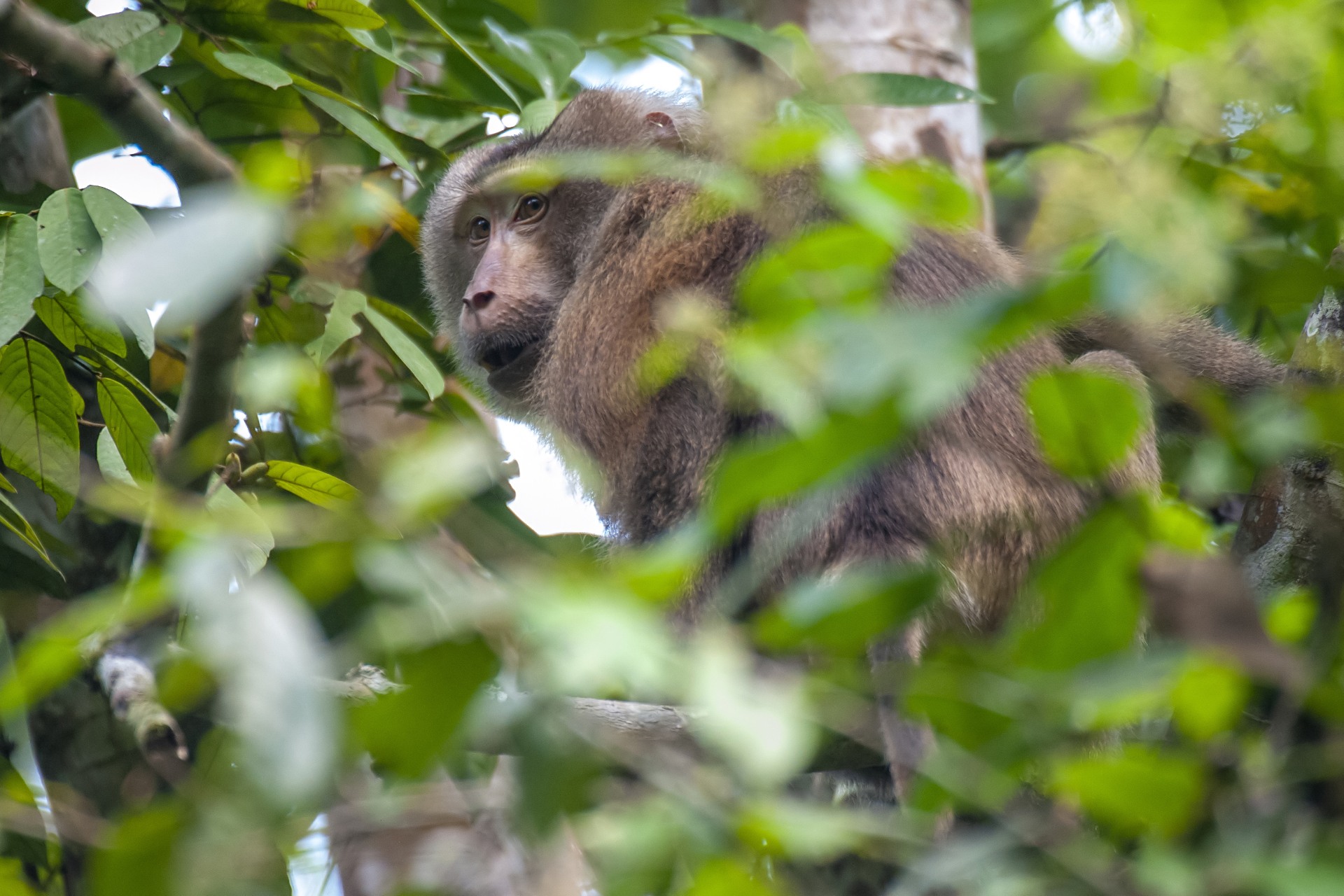 These macaques communicate with each other through a soft 'coo-coo' call in the dense foliage. Photo: Udayan Borthakur
