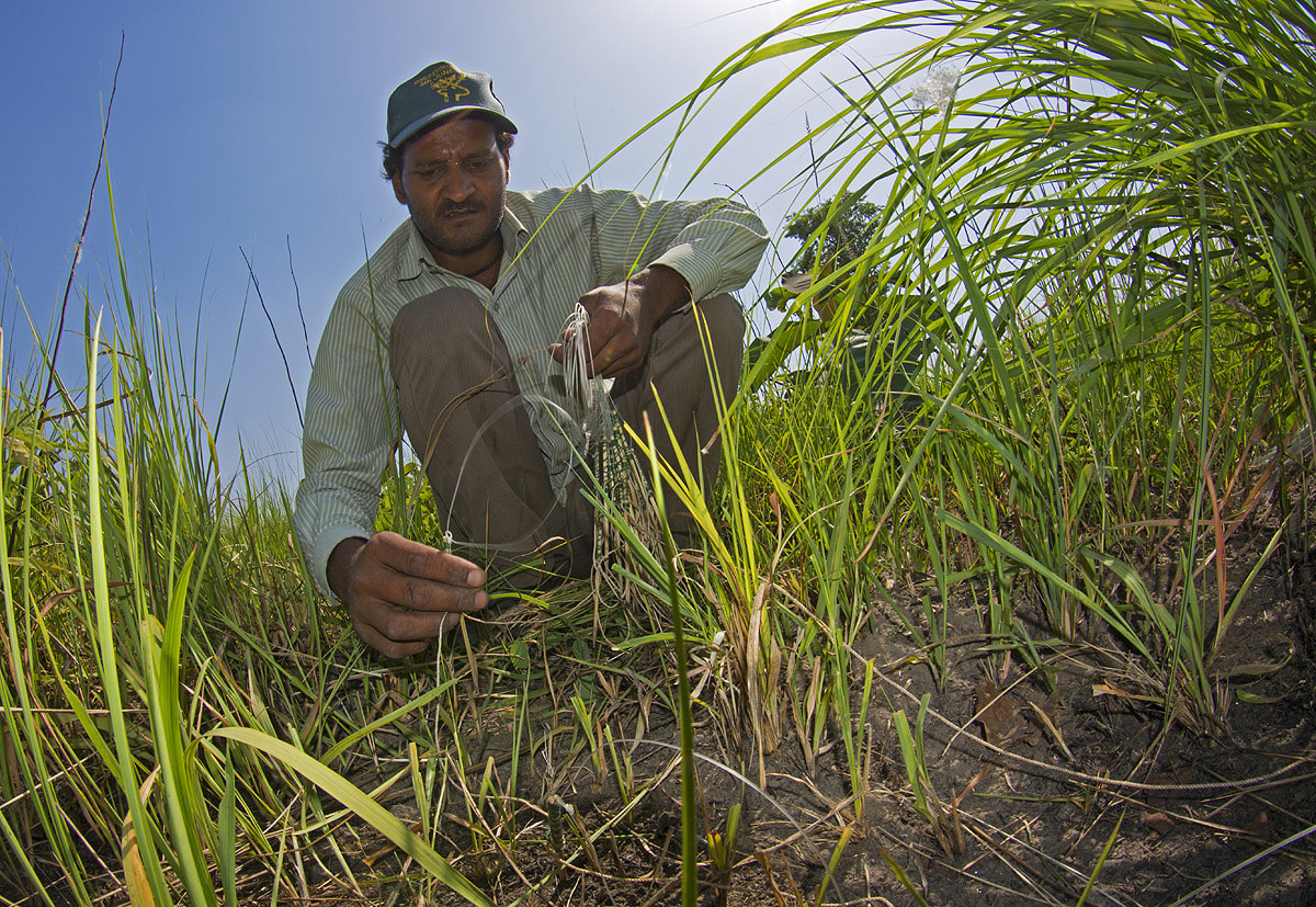 A professional from the Bombay Natural History Society (BNHS) sets a trap to catch the Bengal florican in order to fit it with a satellite tracking device, at Pilibhit Tiger Reserve, Uttar Pradesh. A satellite tracking device is used to assess the critically endangered bird’s movements and survival rate. Photo: Dhritiman Mukherjee