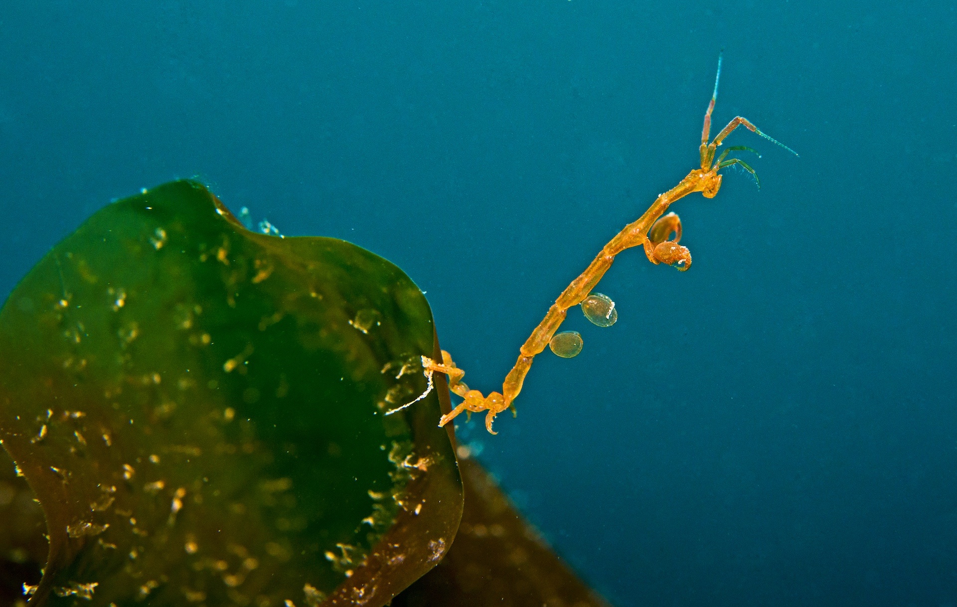 Some species of crustaceans, such as the ghost shrimp, are relatively new entrants to the habitat, brought to these waters from Japan, along with drifting seaweed. They spend much of their time amid marine flora, hunting for zooplankton to eat.