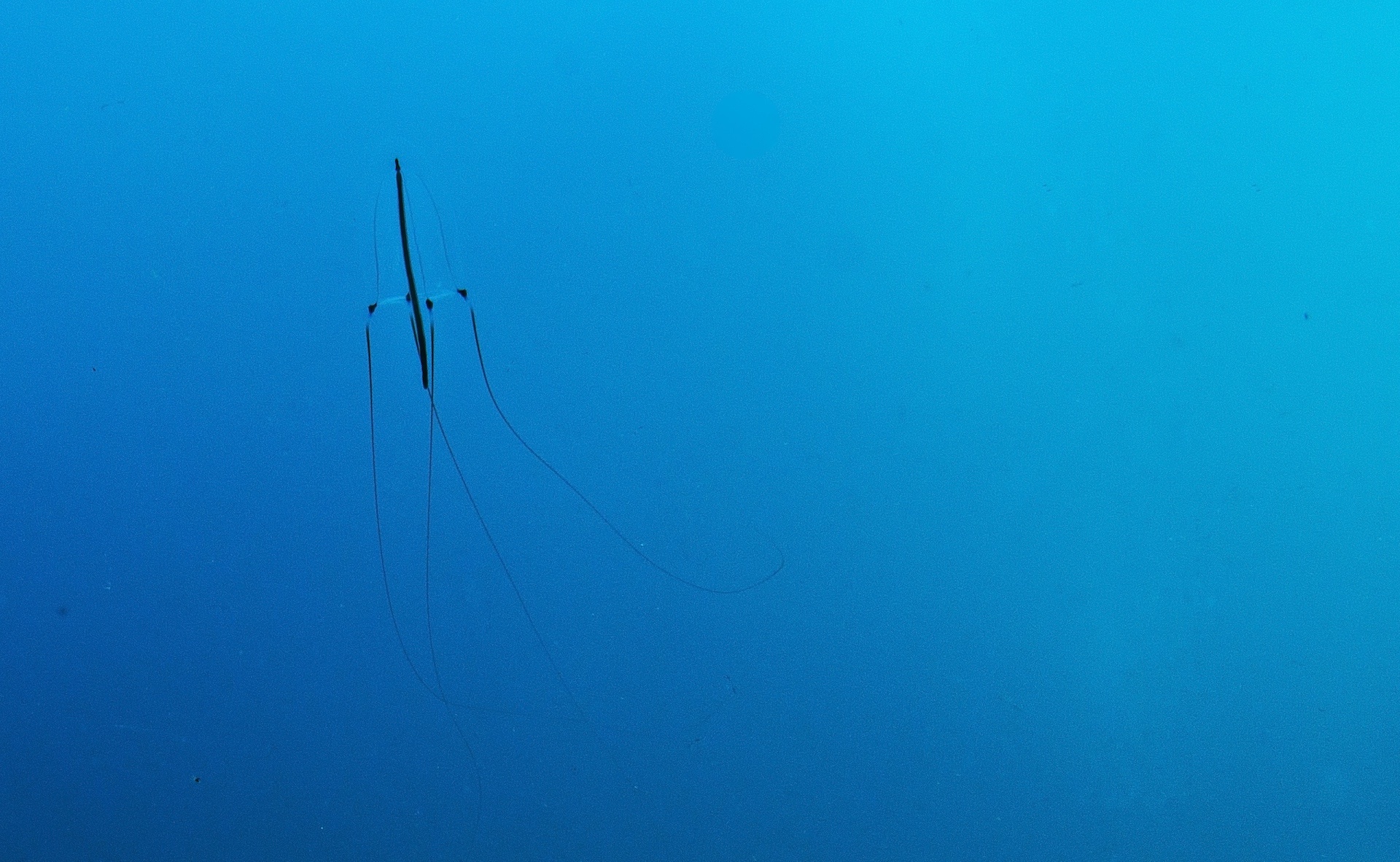 Jellyfish too are found across the world, and have been around for ages. Scientists have discovered marine fossils of jelly fish that are over 500 million years old, predating even dinosaurs. The species in Svalbard range from flamboyant specimen several feet in length, to jellyfish that are barely a few inches in size, like this one.