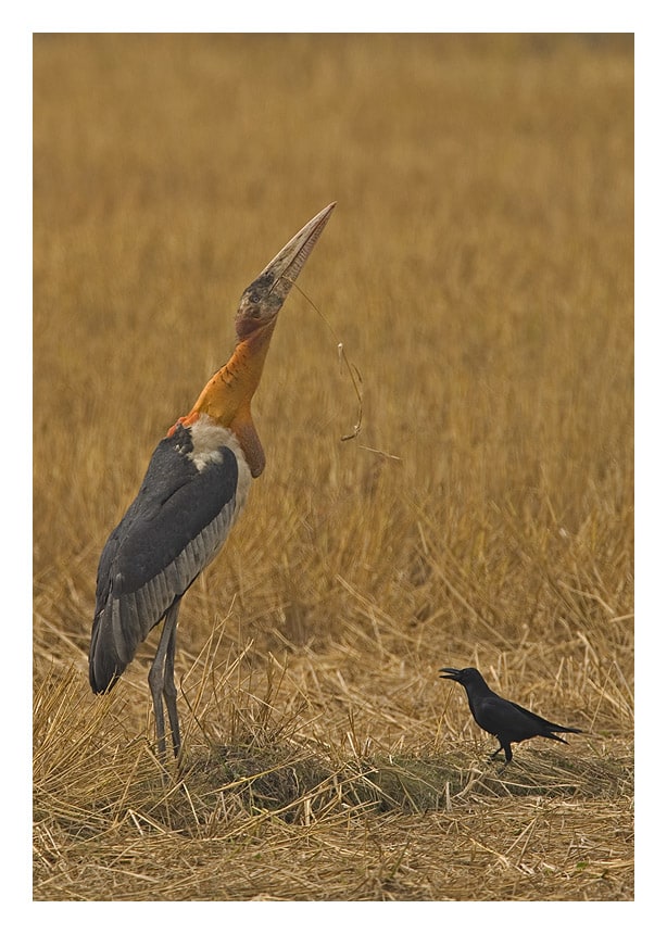 To see them in the flesh, a trip to Assam or Bihar is in order. These are the only two states in the country that have active breeding populations of this endangered bird. In Assam, flocks of these statuesque birds have been seen in the vicinity of Deepor Beel, a shallow, freshwater lake near Guwahati. In Bihar they have been reported in the village of Kadwa Kosi Diara, where the bird is referred to as Garuda, the mythical steed of Vishnu. Photos: Dhritiman Mukherjee