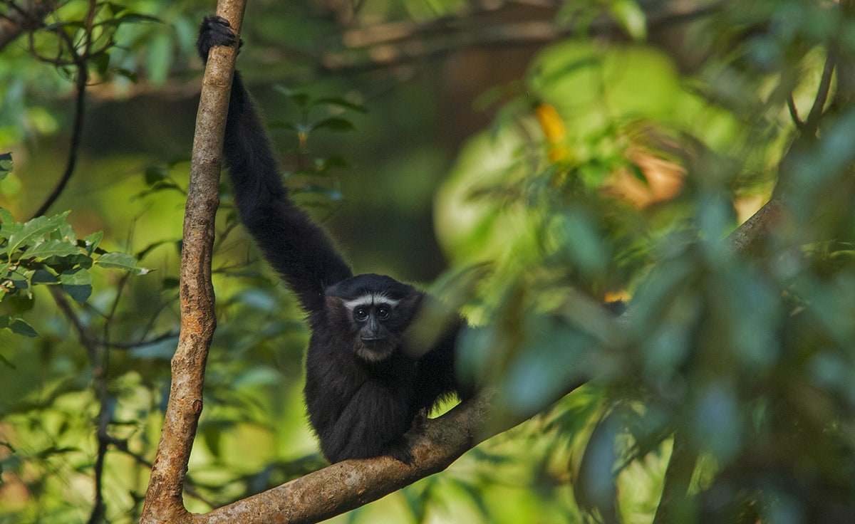 Not that the shy hoolock gibbon would venture near a place without a tree canopy. Hoolock gibbons are strictly arboreal, often spending weeks, sometimes months without descending to the forest floor. They eat fruit, insects, occasionally small birds, and pass time foraging, grooming, and looking after their young. 
There are 19 gibbon species in the world, two of which can be found in India: the western hoolock gibbon pictured in this photo story, and the eastern hoolock gibbon, which inhabits small pockets of forest in eastern Assam and Arunachal Pradesh. Photo: Dhritiman Mukherjee
