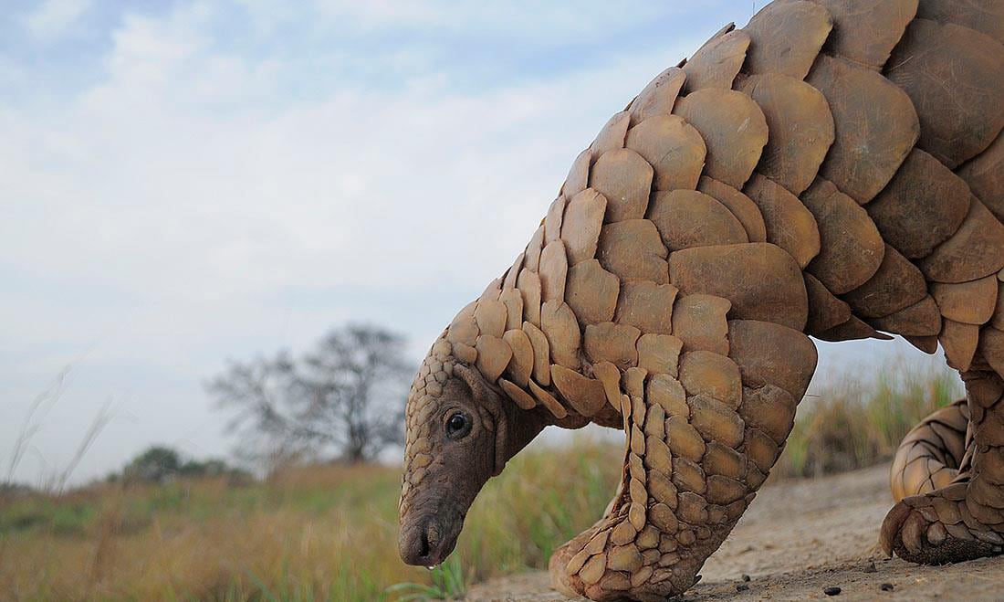 The Indian pangolin is poached for the very armour that protects it from other predators. Due to widespread killing and a decline in numbers, the government has accorded it the highest levels of protection under the Wildlife (Protection) Act of 1972. Photos: Ansar Khan