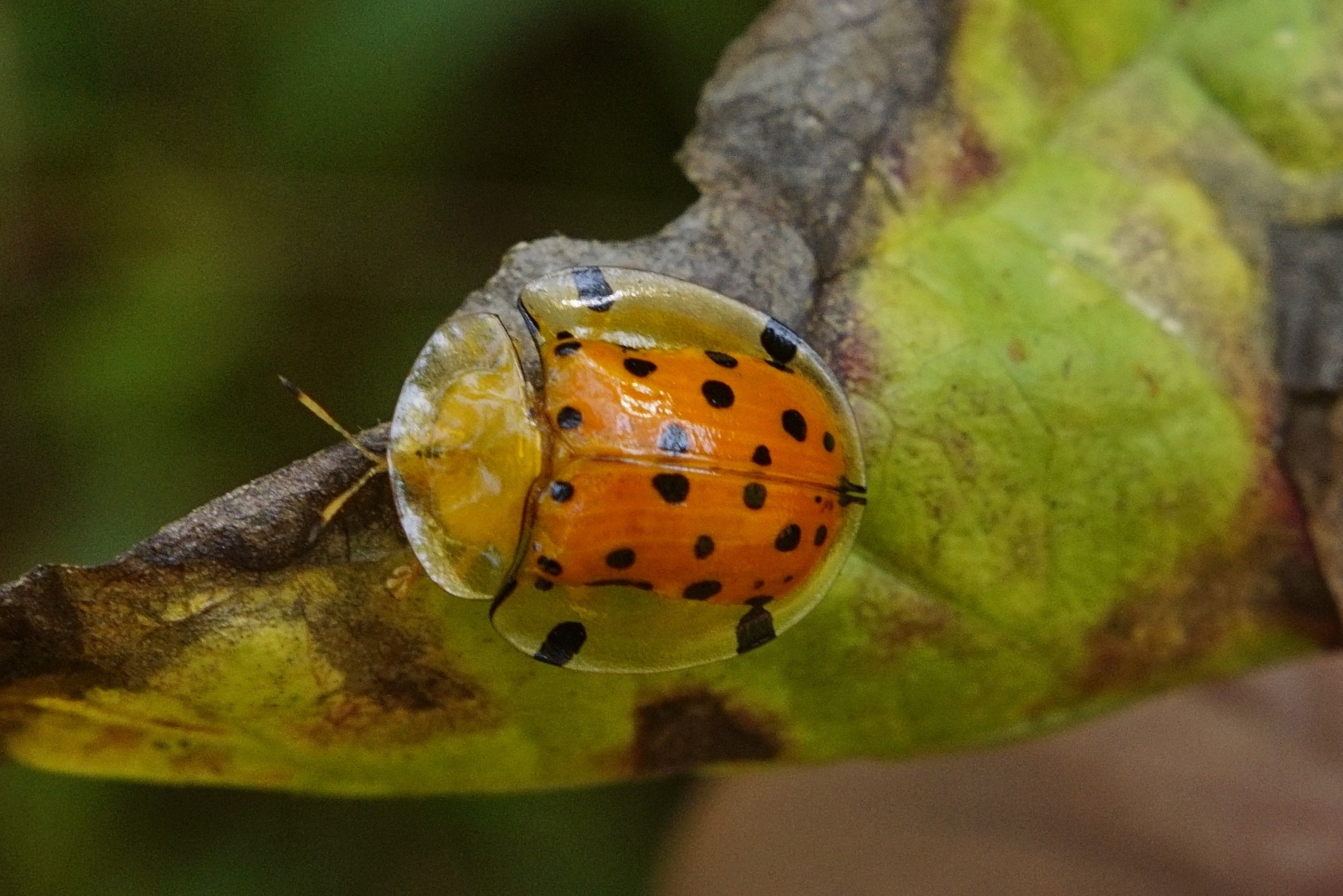 Photo: A tortoise beetle gets its name from its ability to retreat into its shell like a tortoise at the sign of danger. Vengolis — CC BY-SA 4.0 