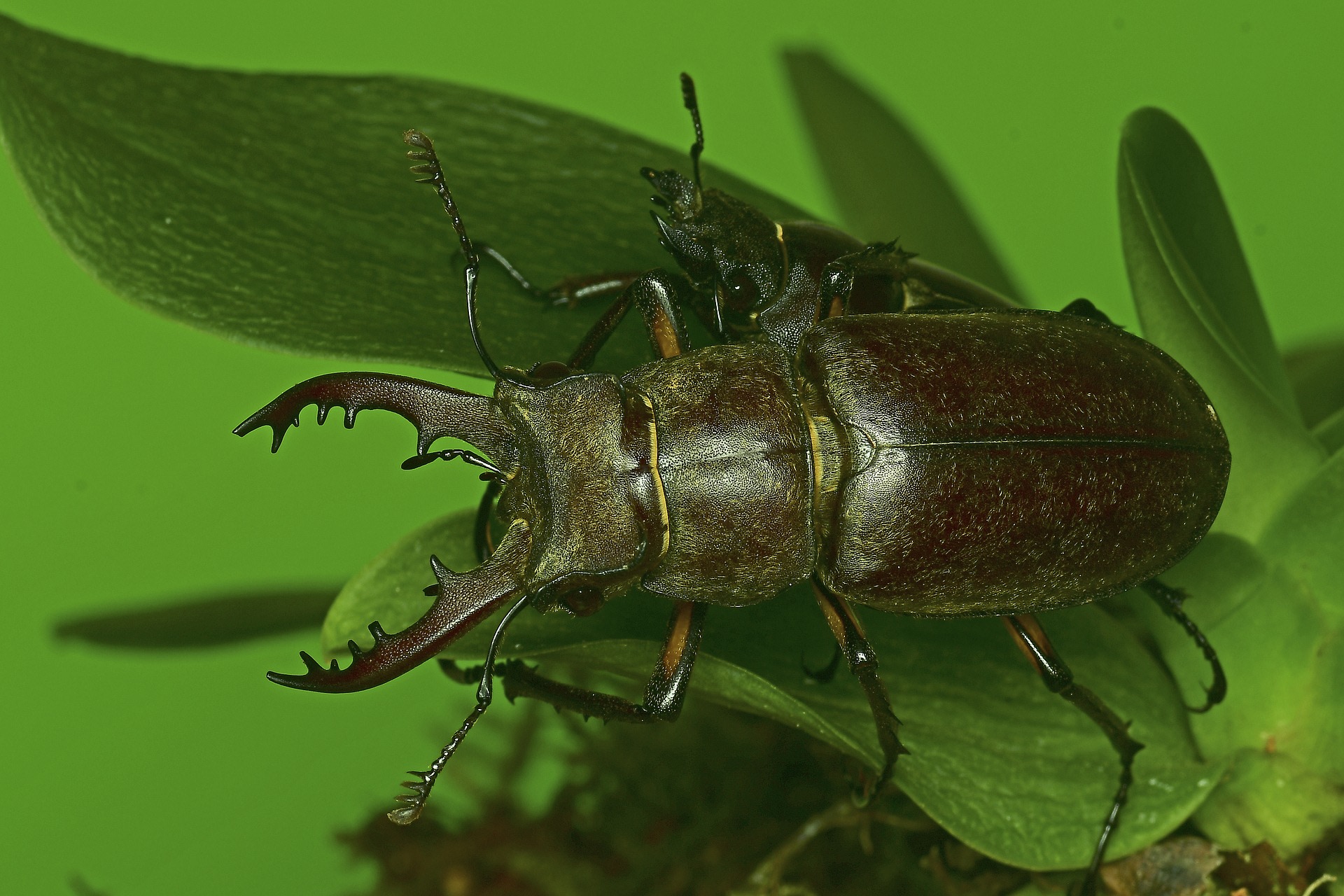 There is no need to get alarmed by a stag beetle’s jaws. Stag beetles use their antler-like jaws to fight rivals, and not necessarily bite. 
Photo: Youngku Lee/Pixabay
