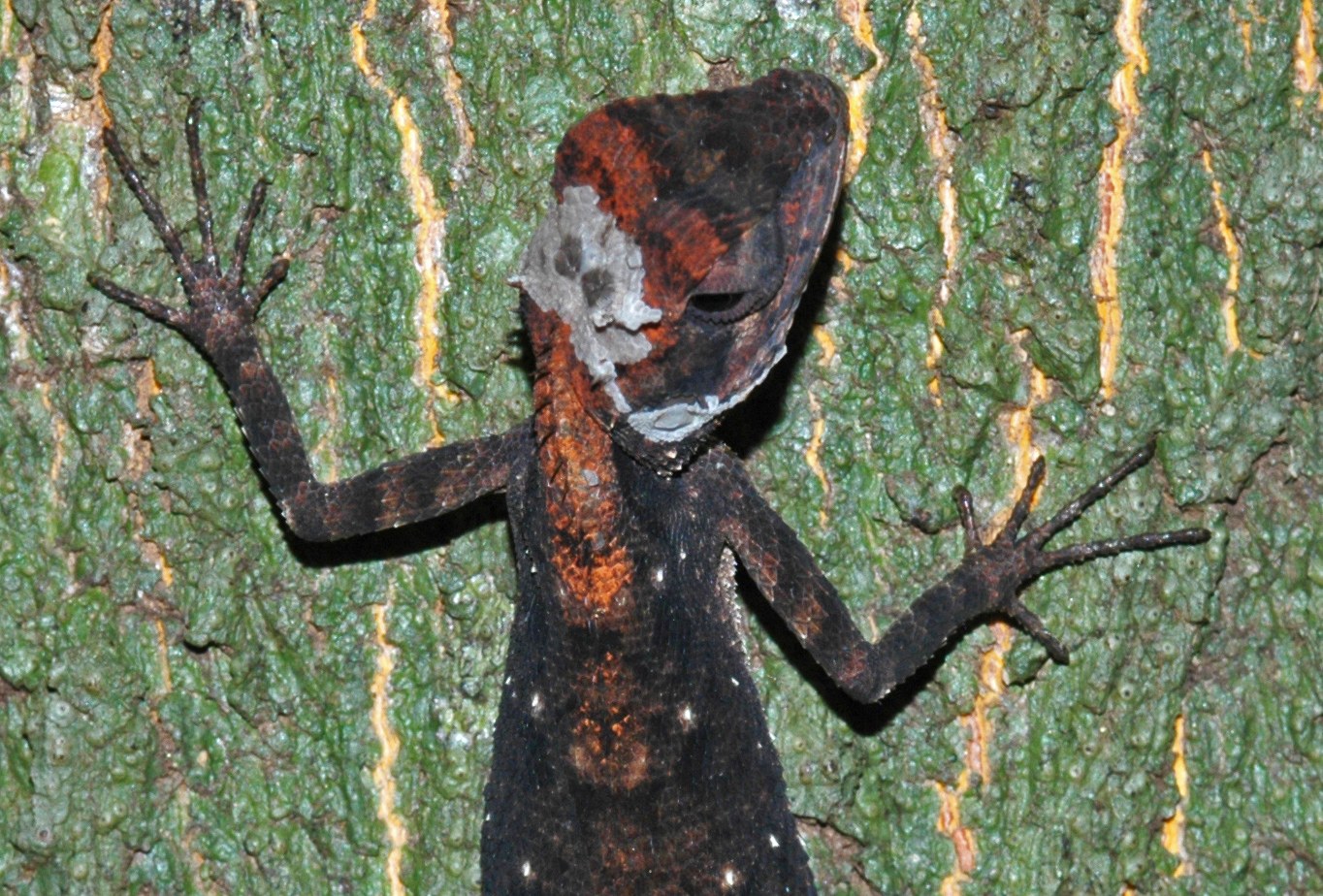 Unlike snakes, which shed their entire skin at one go, lizards like the forest calotes moult slowly, usually losing the old layer of skin in bits and pieces. Photo: Sanjay Sondhi
