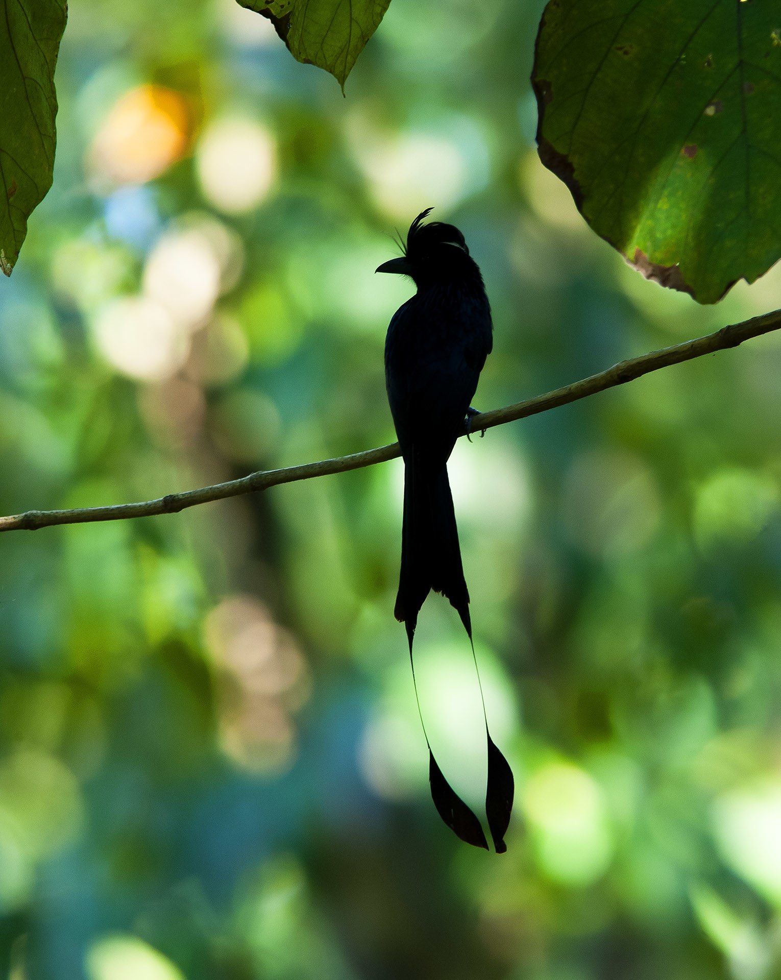 The glossy, bluish-black racket-tailed drongo has excessively long outer tail feathers, ending in a tuft, which give it an air of elegance and grace. Photo: Dhritiman Mukherjee
