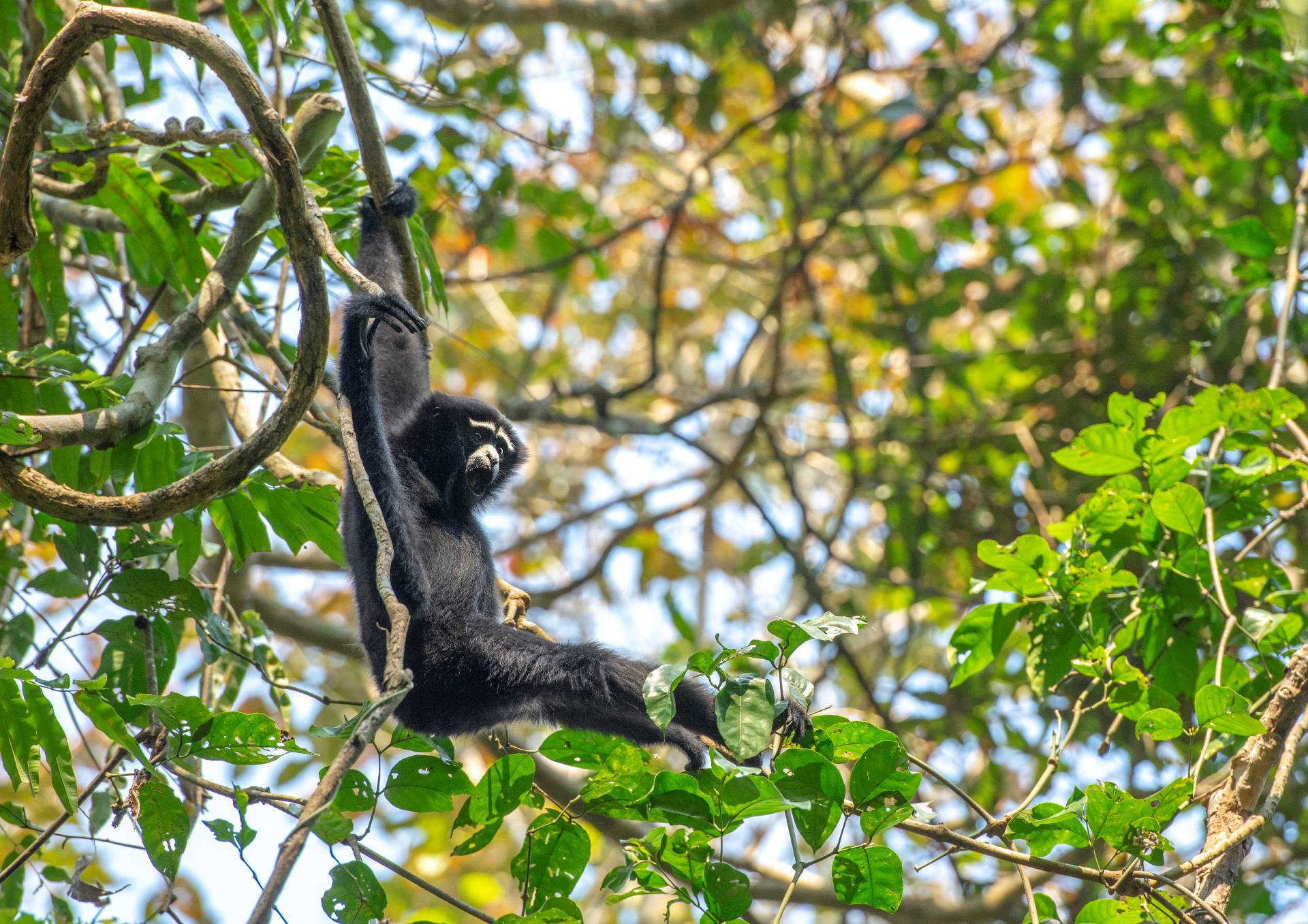 Hoolock gibbon, the only ape species in India. Photo: Udayan Borthakur
