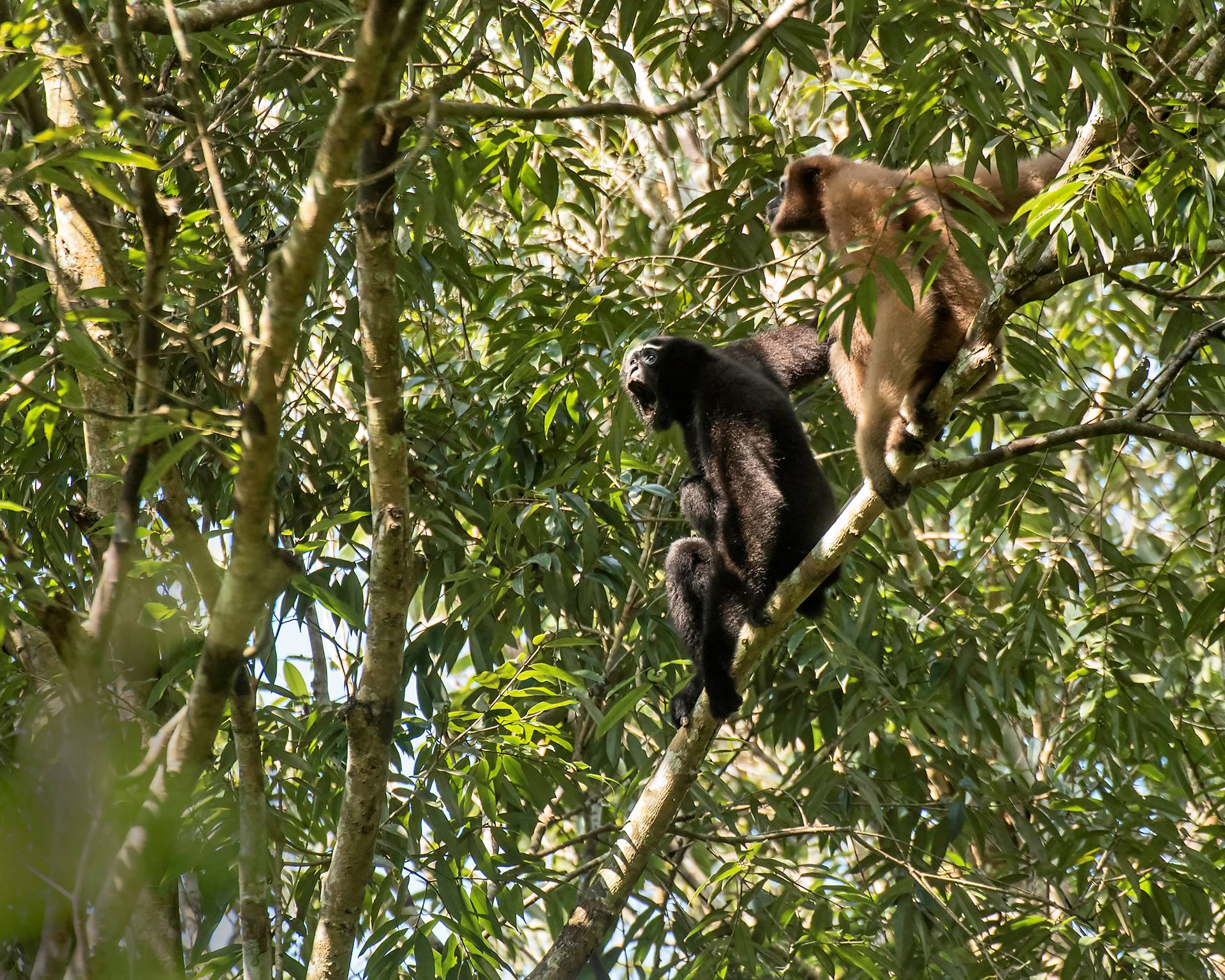 Male (black) and female (tan) western hoolock gibbons in Northeast India. Photo: Udayan Borthakur
