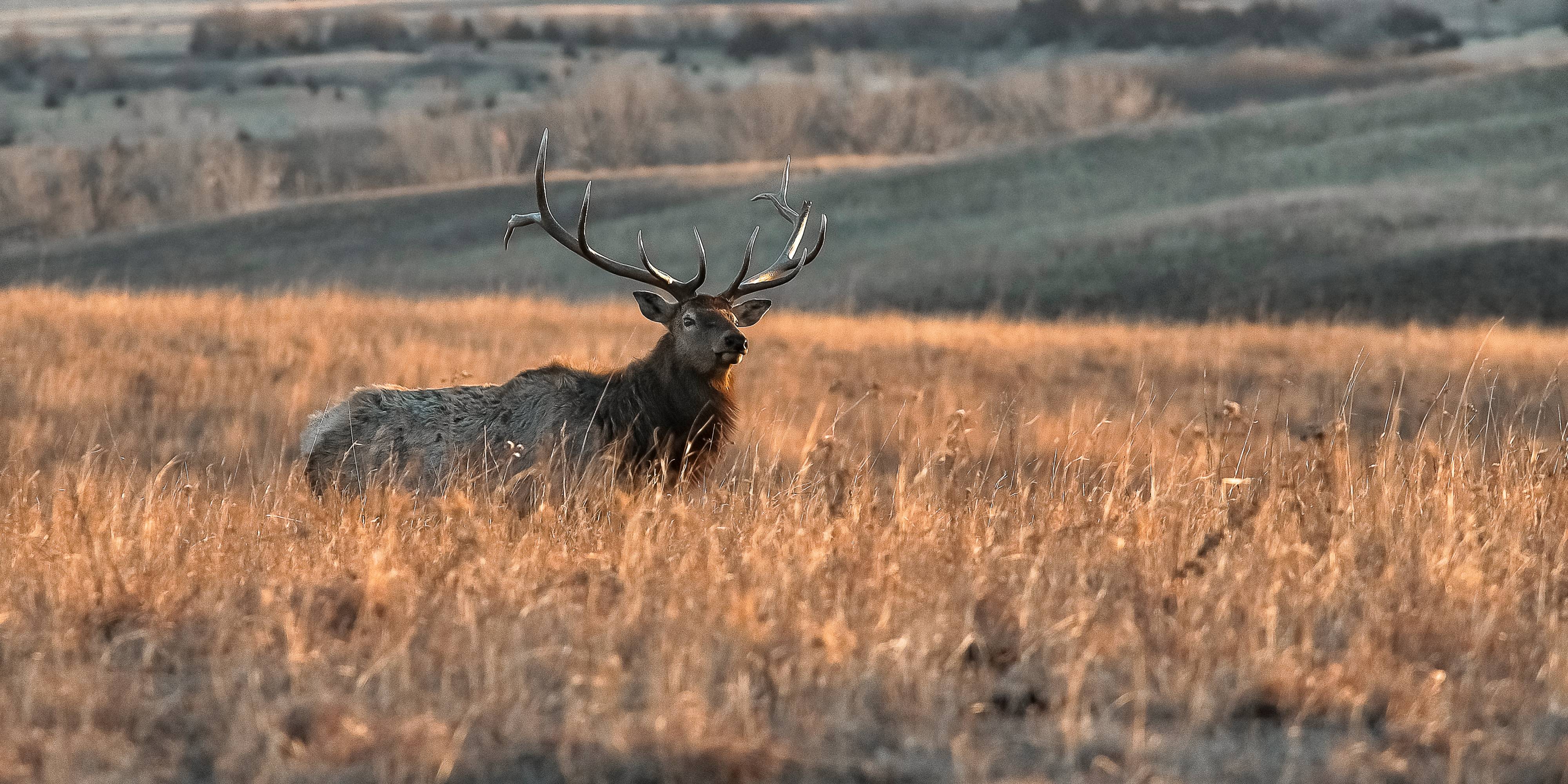 North American bull elk (Cervus canadensis) on the high plains of Central Kansas, USA. Photo: Garett Gabriel — CC BY-SA 3.0 
