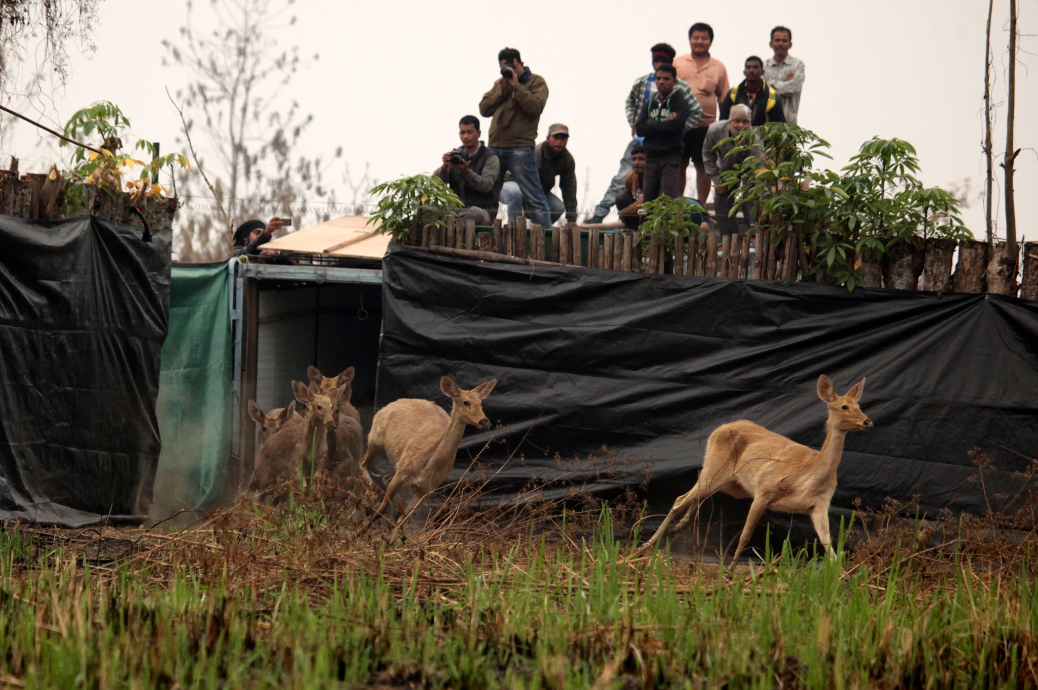 In December 2014, a herd of 19 eastern swamp deer was captured in Kaziranga National Park and successfully released in Manas National Park. Photo: Subhamoy Bhattacharjee/WTI