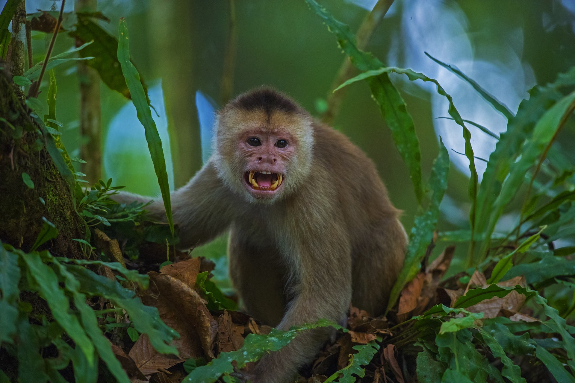 The forest is home to a number of primates, but their numbers are dropping dramatically. Among these is the pygmy marmoset (top), which is poached for the exotic pet industry. It is one of the smallest monkeys in the world: An adult can fit in the palm on your hand and weighs as much as a cricket ball. The capuchin monkey (bottom) is another species that has suffered due to habitat loss. 