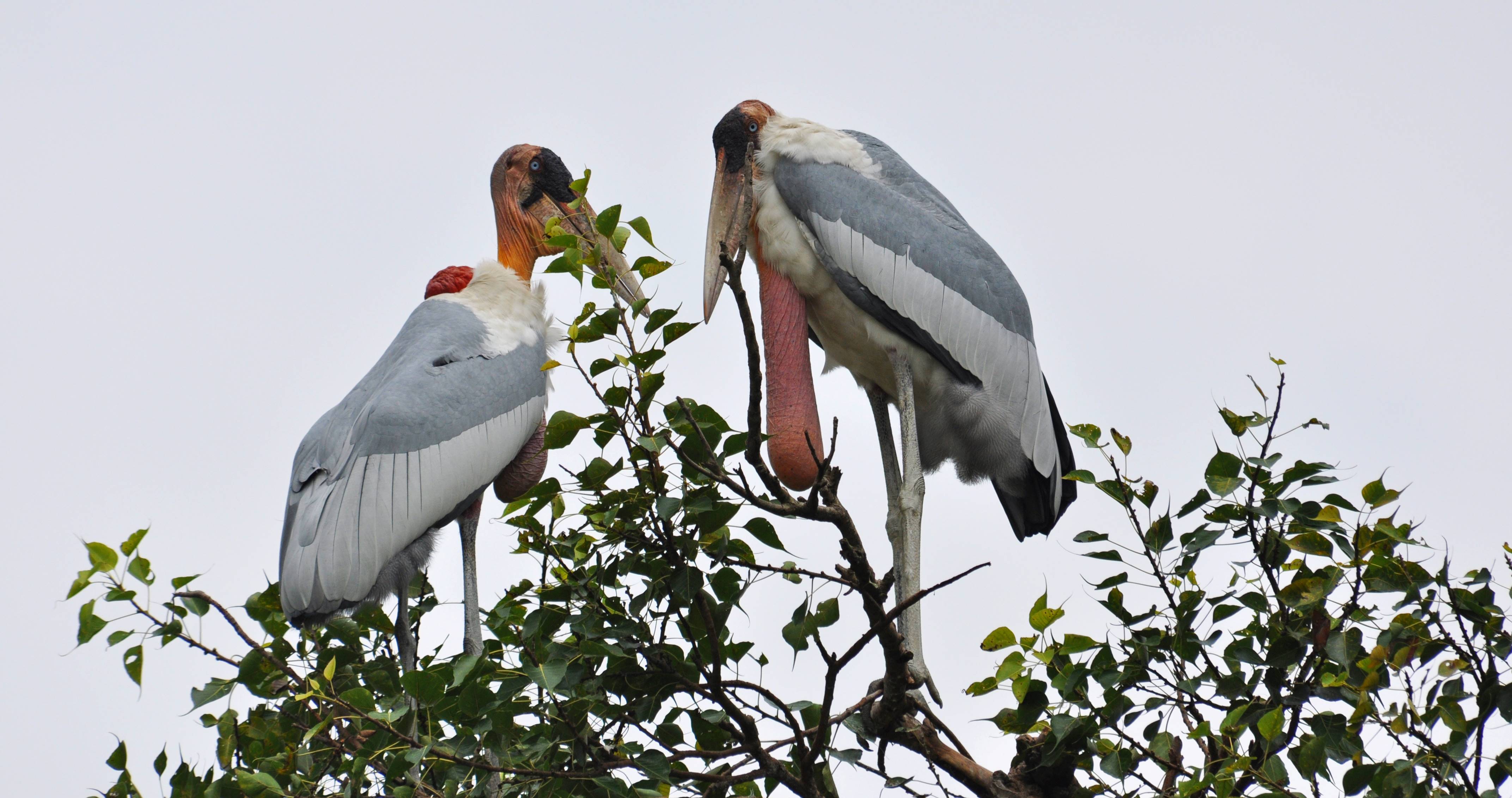 Greater adjutants are mostly seen around wetlands and floodplains where they feed on fish or small reptiles, or around garbage dumps, where they scavenge on waste. Photo courtesy: Arvind Mishra  