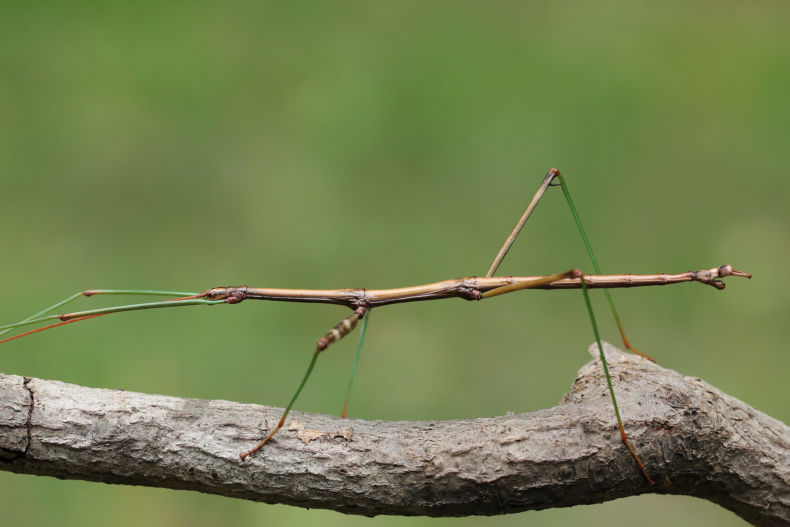 Stick insects not only challenge gender norms but they also have the spectacular ability of regenerating legs and antennae. Some subspecies grow extremely long — the longest specimen collected measured upto two feet. Photo: Brian Lasenby/Shutterstock
