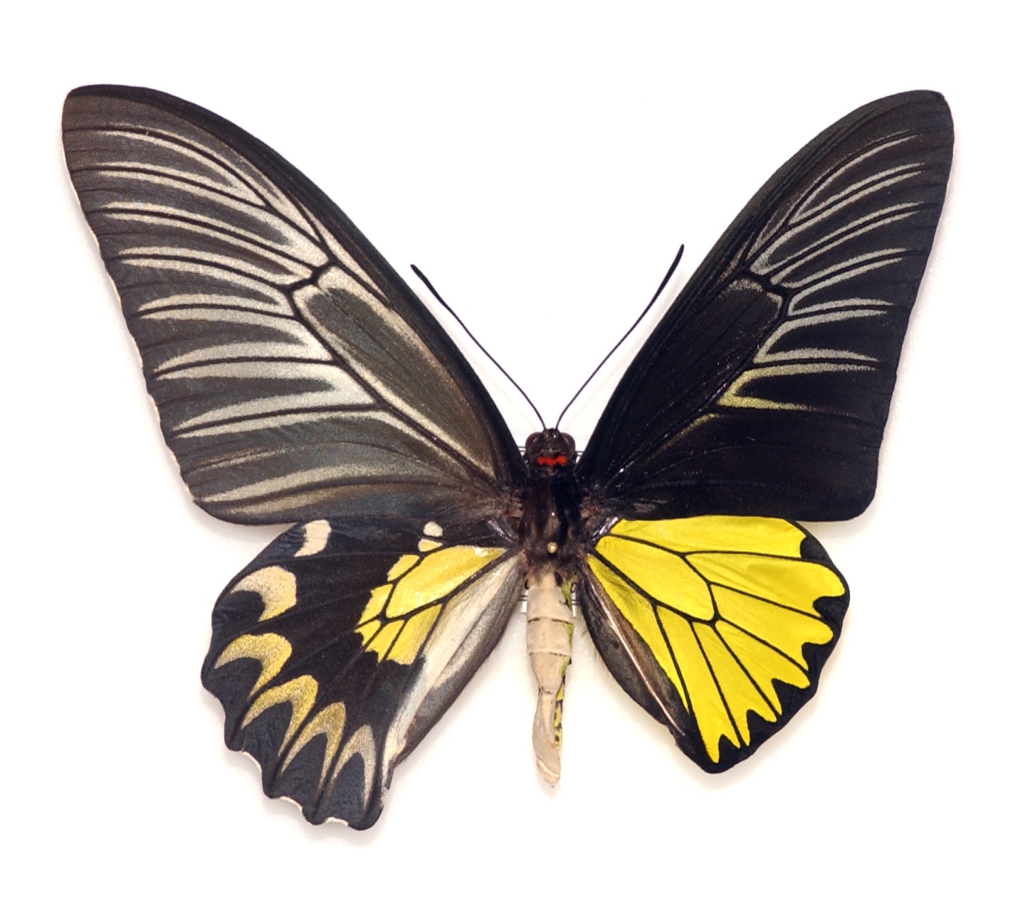 Gynandromorphs are split right through the middle — one-half is male, the other is female. Apart from butterflies, scientists have also identified bees, snakes, crabs, and few birds to have similar gender-bending characteristics. Photo: Musée d’Histoire naturelle de Lille - CC BY-SA 4.0