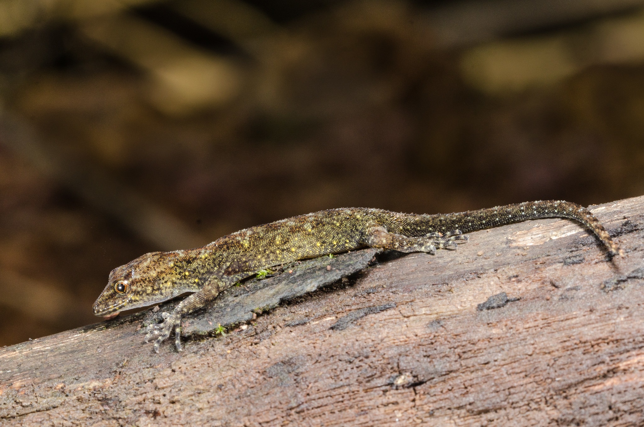 In 2014, Giri’s day gecko, a new genus of gecko, was discovered in the Kaas plateau of Maharashtra. Geckos of this genus are differentiated by their round, protruding eyes, unlike the cat-like eyes of other geckos. Photo: Kesavamurthy N - CC BY-SA 4.0