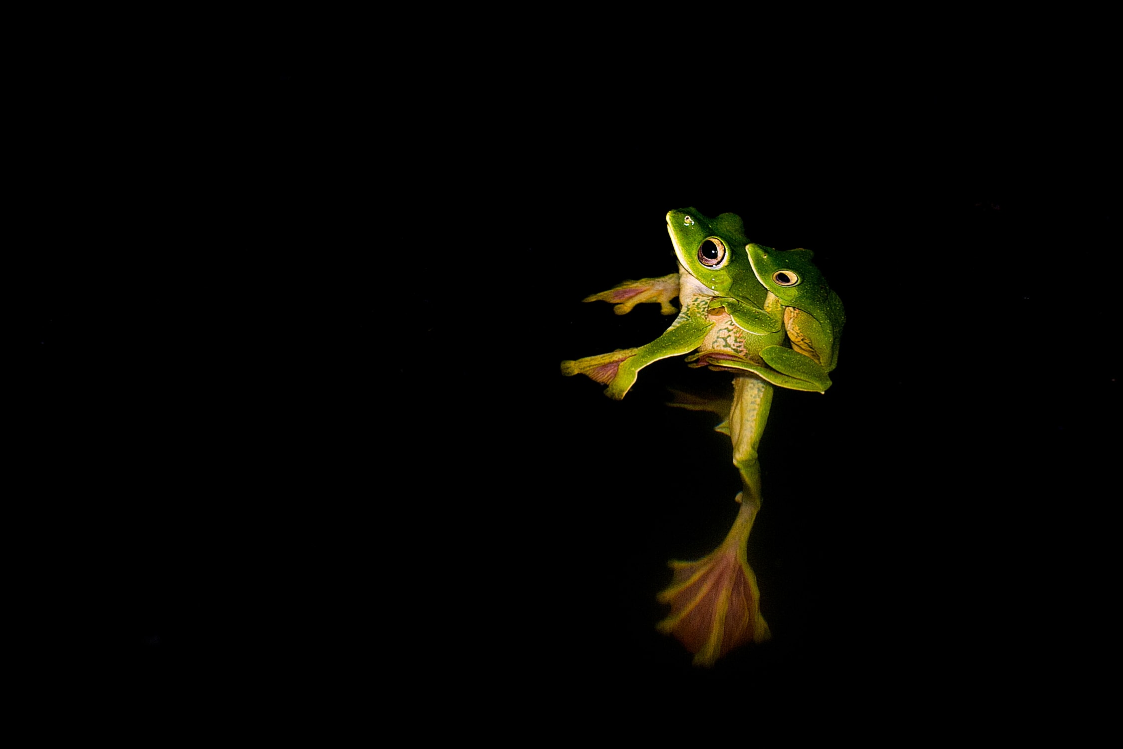 Frogs such as the Malabar gliding frog constitute a major part of the Malabar pit viper’s diet, especially during the monsoon.  Photo: Saurabh Sawant
