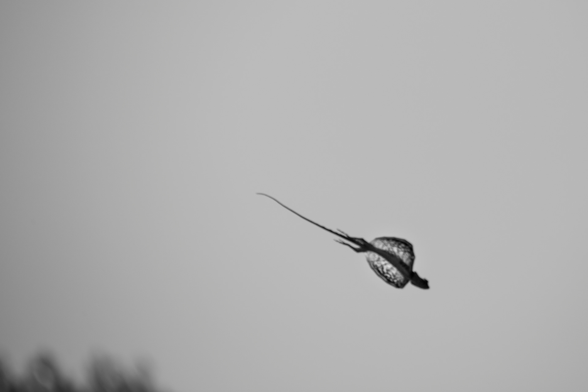 An accomplished gilder, the draco, aided by wing-like extensions called ‘patagia’, can glide to a distance of up to 30 m. Photo: Saurabh Sawant