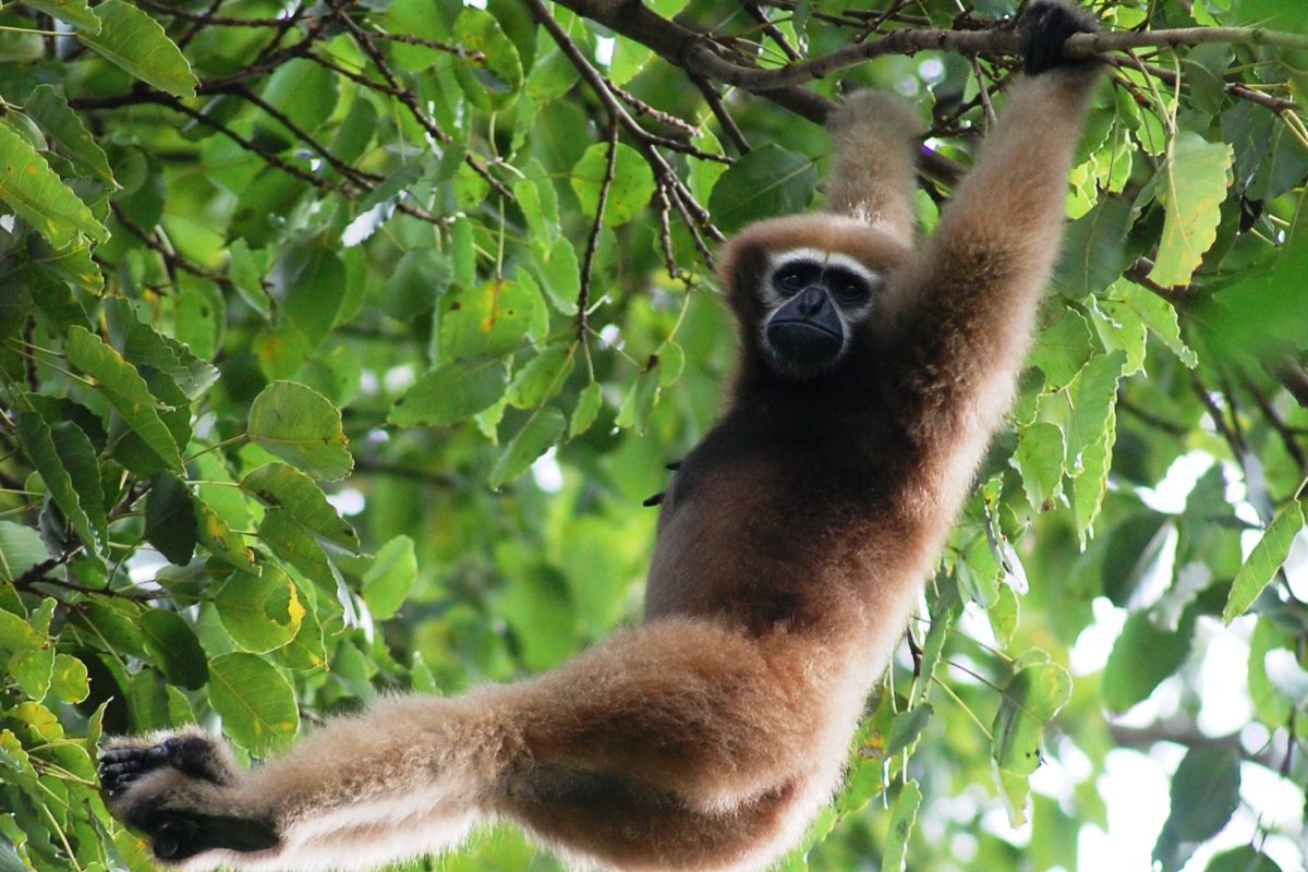 A female hoolock gibbon. The arboreal species is so reluctant to spend time on the ground that even the loss of a single connecting tree can render forest fragments inaccessible to them. Photo: Programme HURO/Wikimedia Commons.
