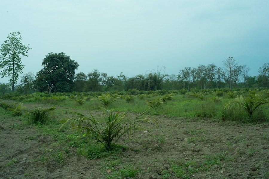 Expanding palm oil plantations, such as this one in the Mehao area, are an emerging driver of deforestation and a cause of hoolock gibbon habitat loss. Photo: Prakash Bhuyan