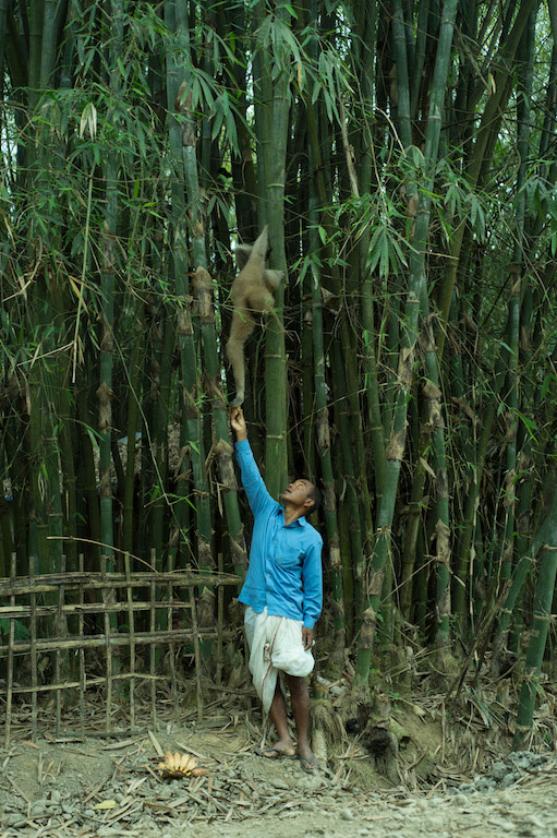 Mohit Chetia offers bananas to a female western hoolock gibbon that has been living for  15 years in his homestead farm in the village of Barekuri, Tinsukia, Assam. Photo: Prakash Bhuyan