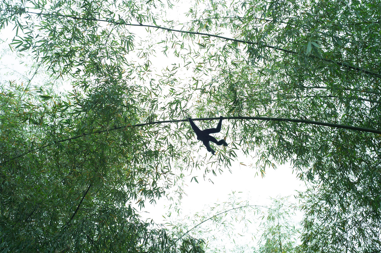 One of the pair of western hoolock gibbons living in Mohit Chetia’s orchard in Barekuri village, Tinsukia, Assam. Photo: Prakash Bhuyan