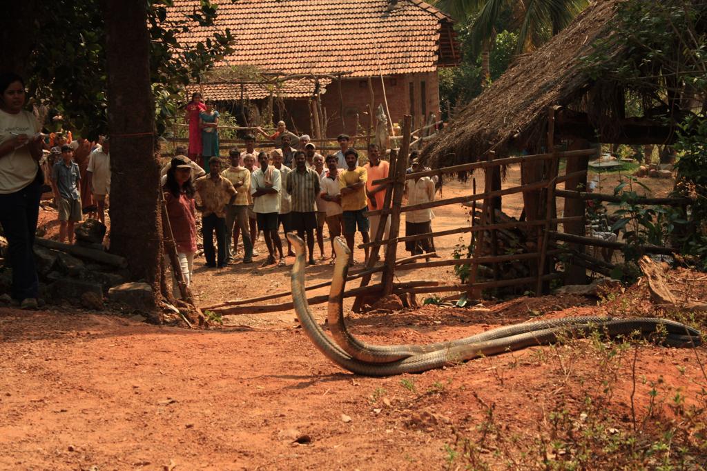 When male king cobras combat for rights to mate with a female, they often turn blind to their environment. Photo: Gowri Shankar 