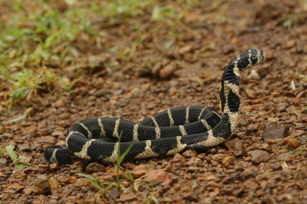 More vibrantly coloured than the adult, the king cobra hatchling is highly vulnerable to predation. Photo: Gowri Shankar