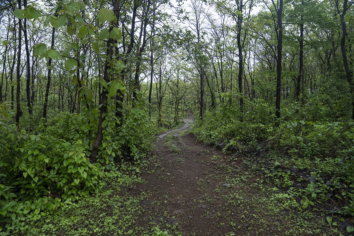 A forest trail. Photo: Kartik Chandramouli/Mongabay