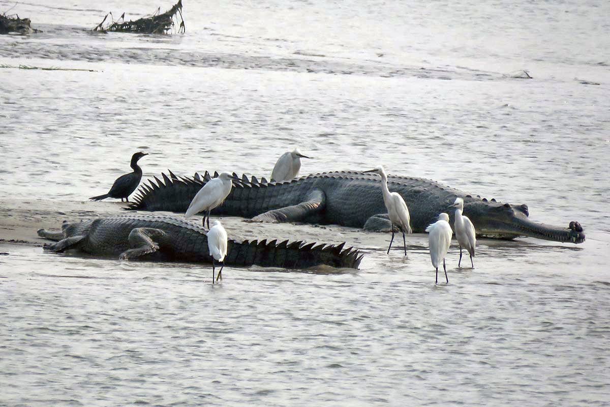 Favourable habitat conditions and a comparatively lesser disturbed river have aided in the conservation of gharials along Gandak river. Photo: Subrat Kumar Behra