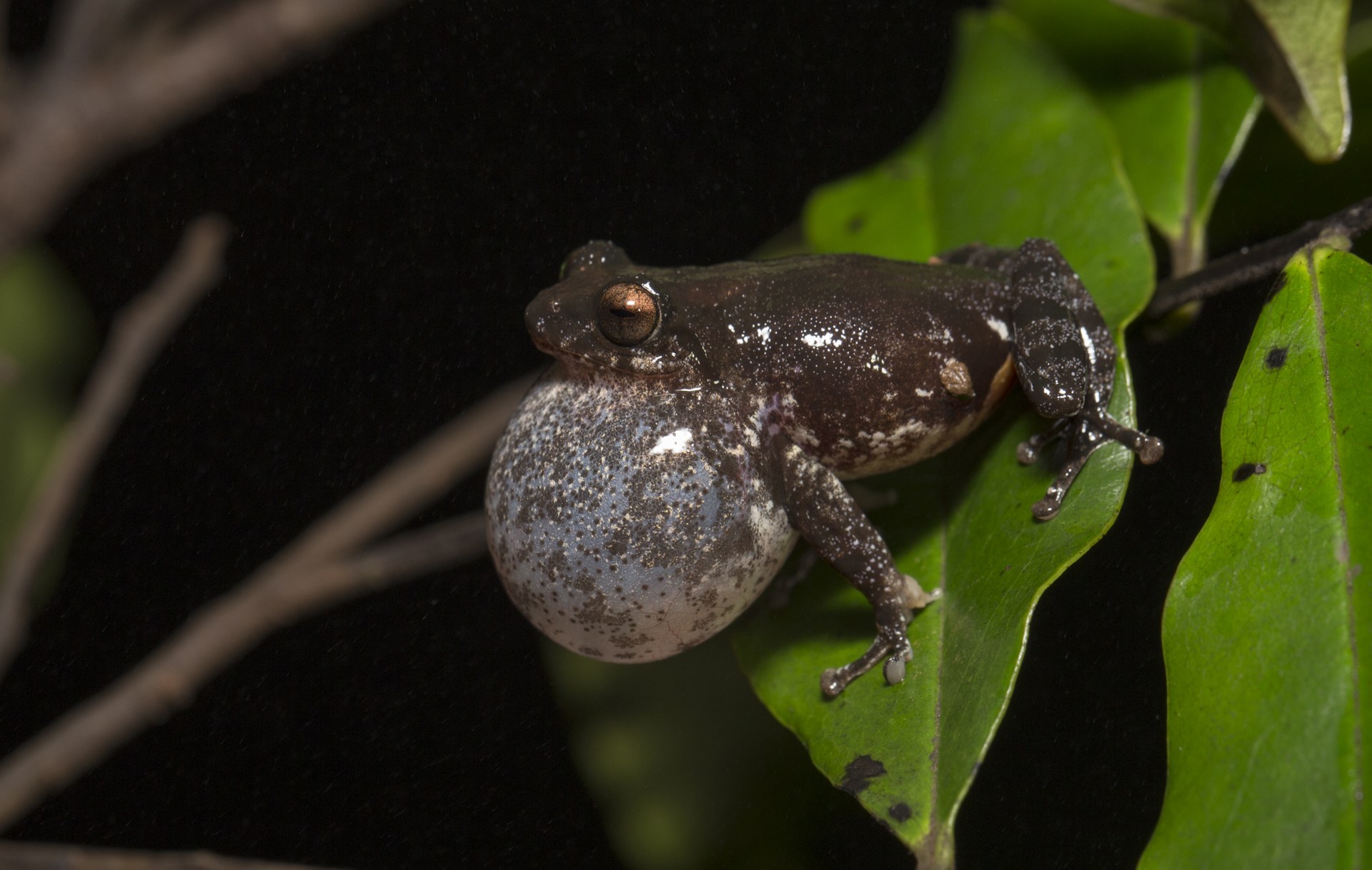During the monsoon the cacophony of sounds that fill the night air include those of bush frogs, crickets, slender lorises, and numerous other creatures.  Photo: Saurabh Sawant
