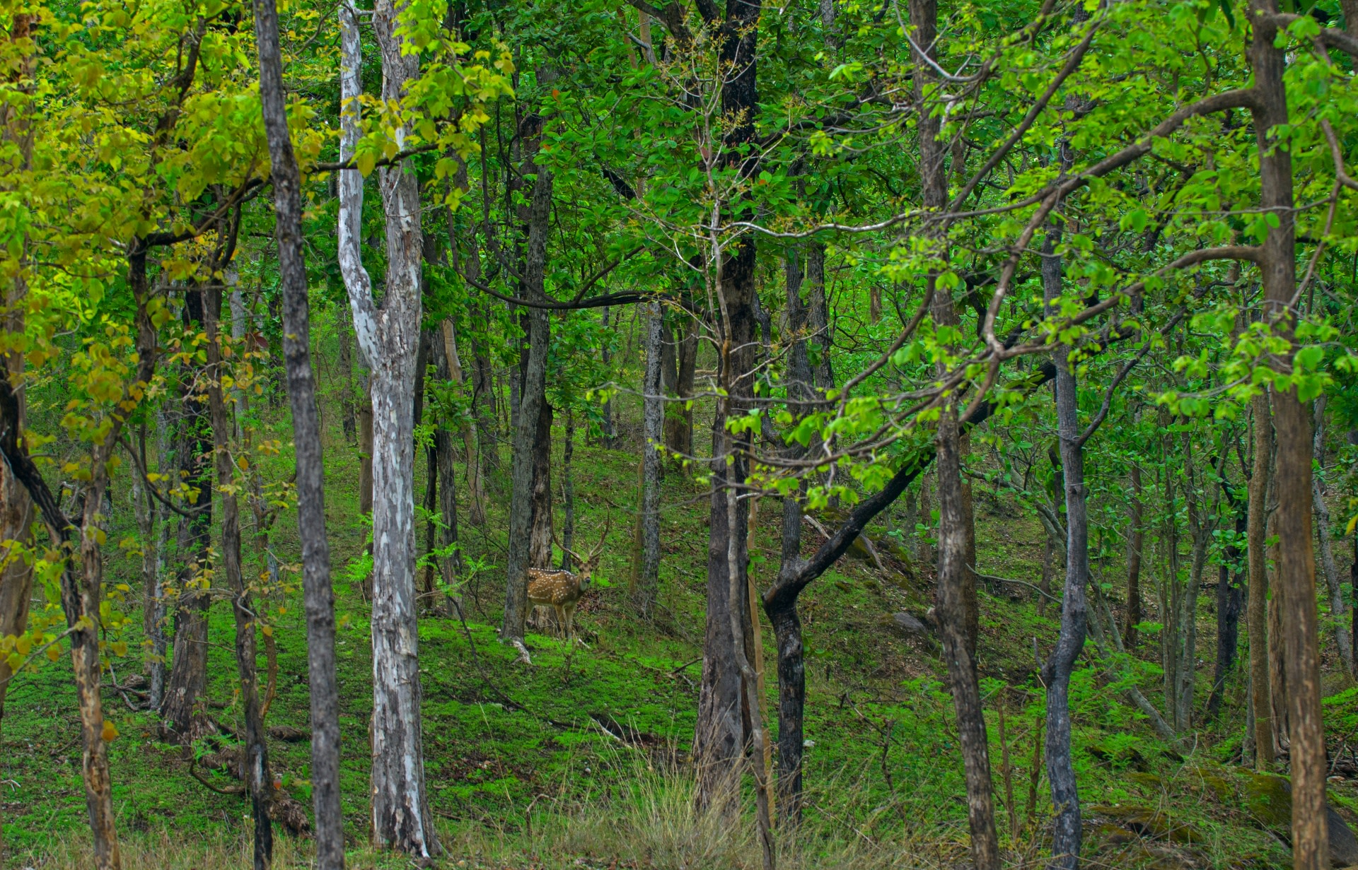 Male chital, or spotted deer, have three-tined antlers that shed each year. Males have a soft velvet skin on their antlers, indicating that their antlers are still developing. Cover image: Some of the open grasslands in Pench are former pastoral lands, of villages relocated to the fringes of the national park. Photos: Dhritiman Mukherjee 