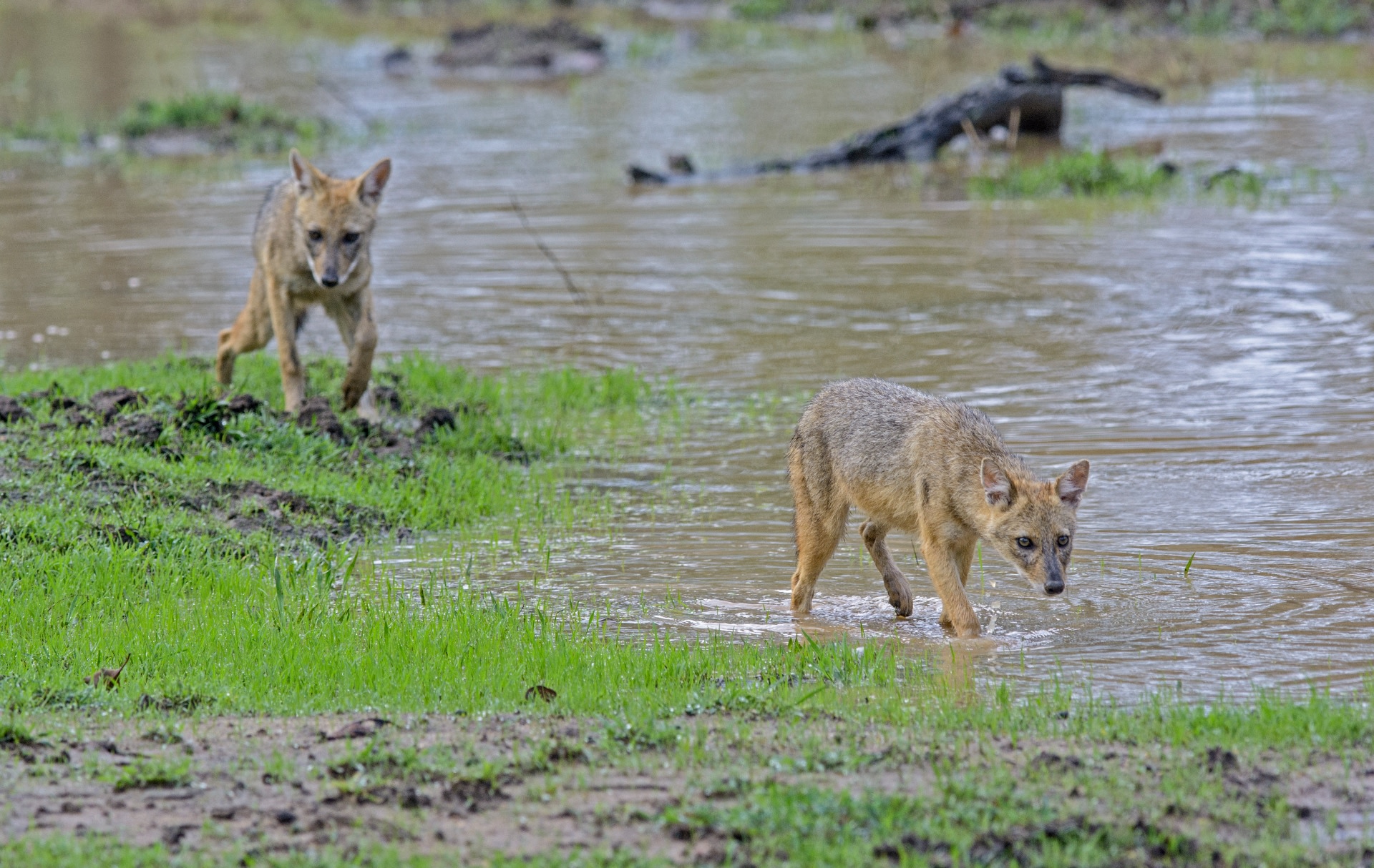 Jackals often roam the park in male-female pairs and raise their young for up to 12 months. Undoubtedly, the mother is nearby, keeping a watchful eye on her two young jackals. Photo: Dhritiman Mukherjee