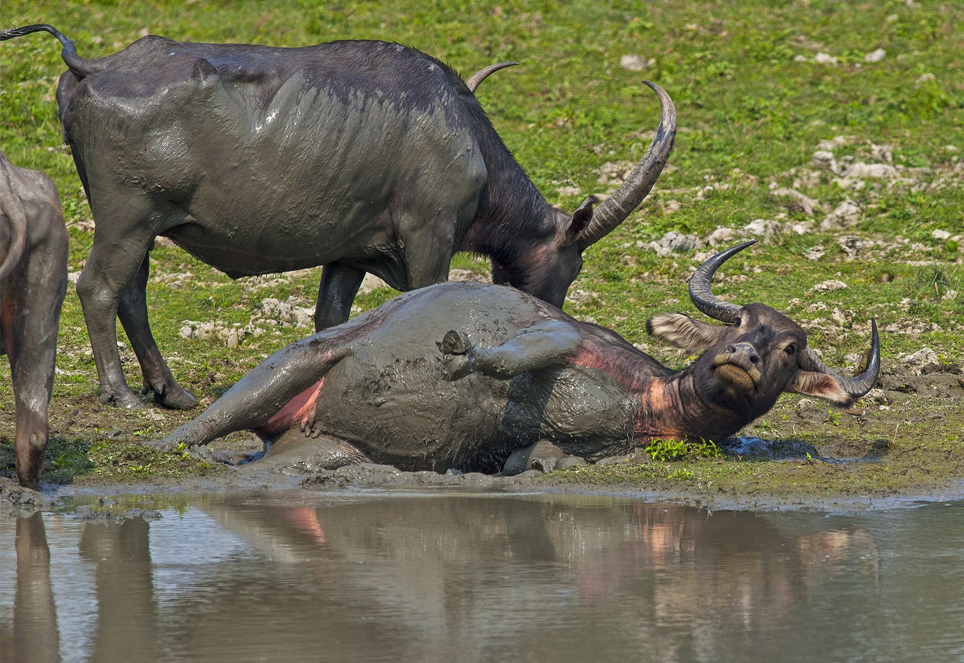 During the day wild water buffalo will either find shade in the forest, or wallow in water or mud pools to cool off and keep insect pests away. Photo: Dhritiman Mukherjee
